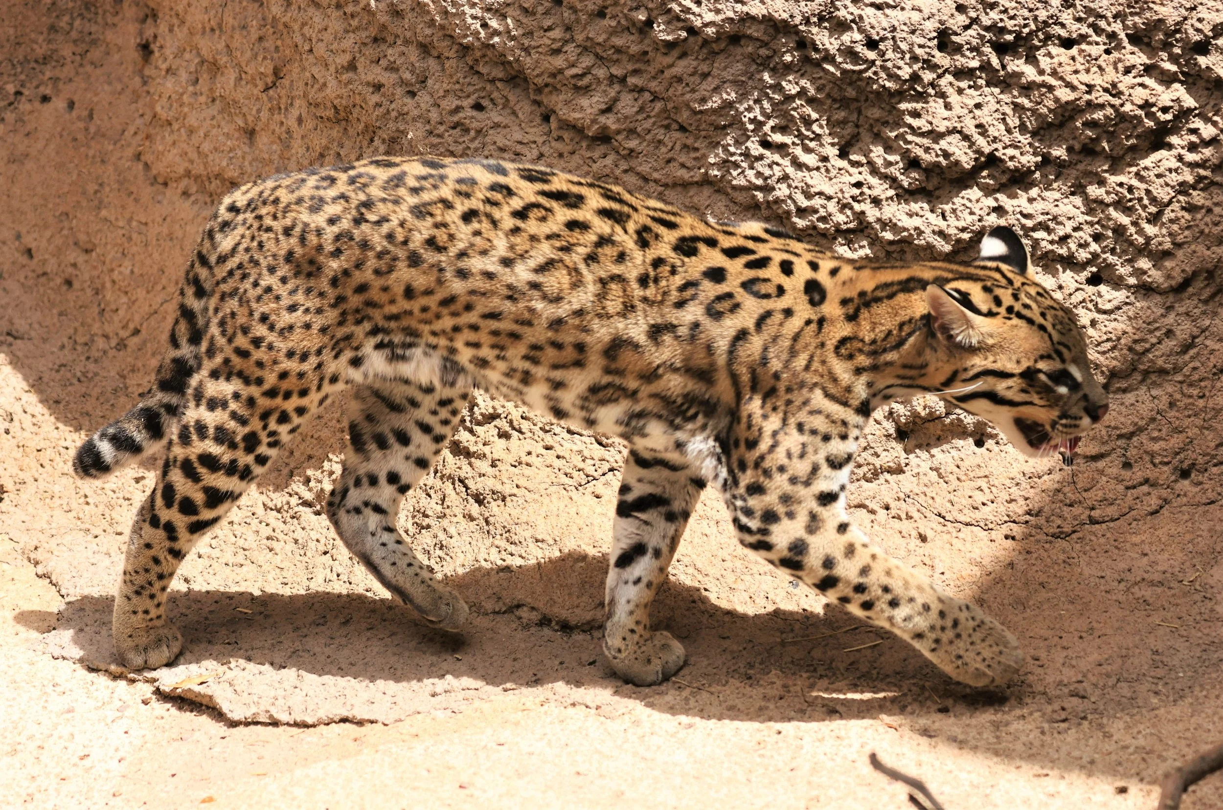 Ocelots Leopard Genus Leopardus Ocelots & Margay — Coke Smith Wildlife
