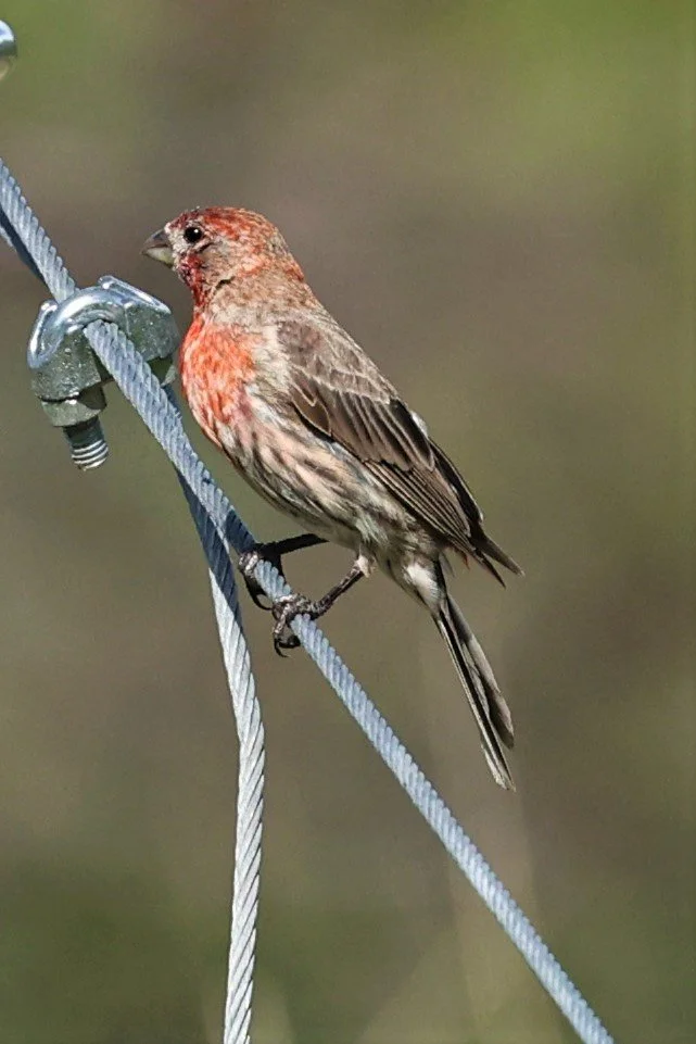 House Finch (Haemorhous mexicanus) Cave Creek Arizona (2).jpg