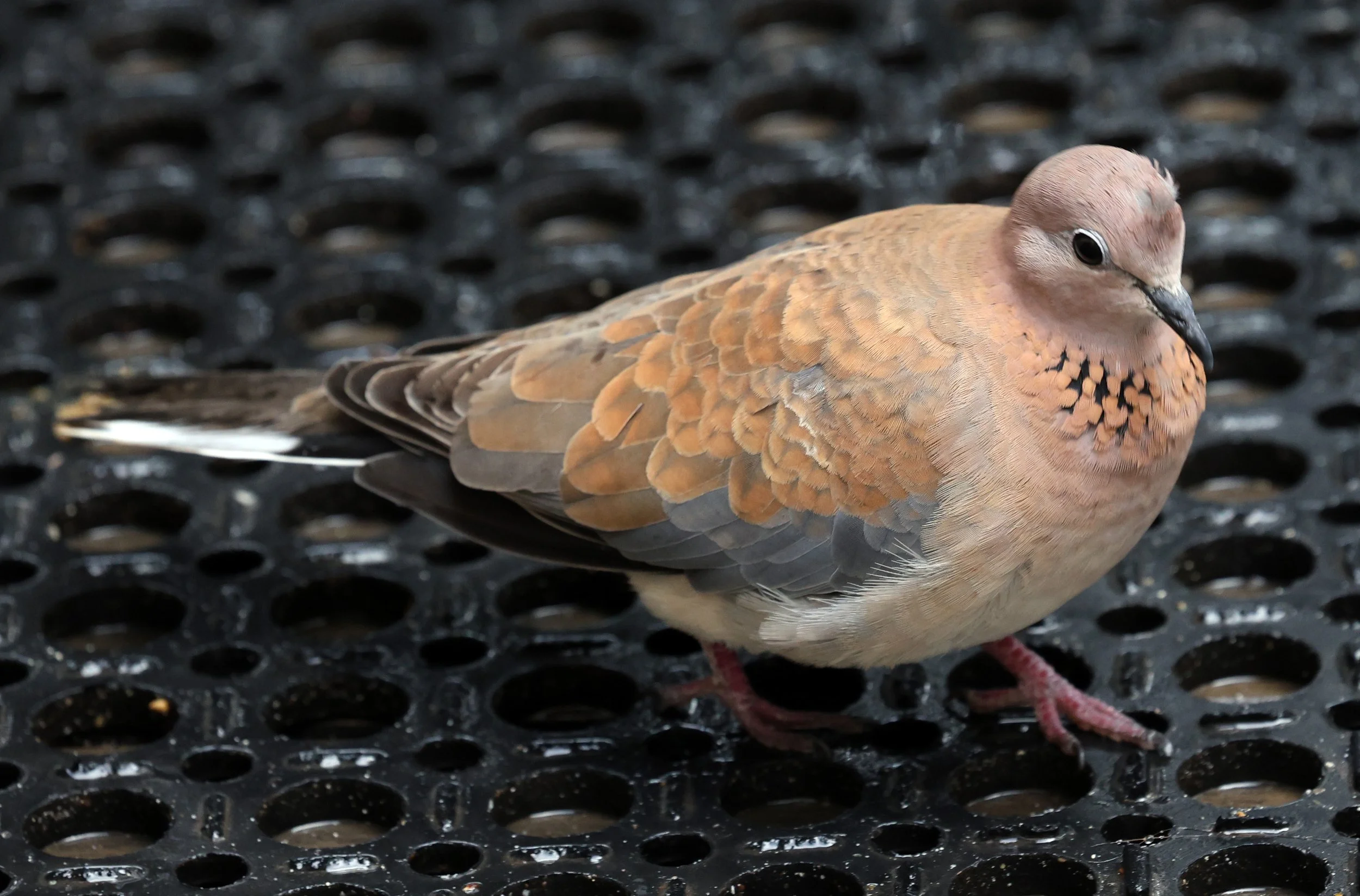 Laughing Dove (Spilopelia senegalensis) Rottnest Island - Western Australia (10).jpg
