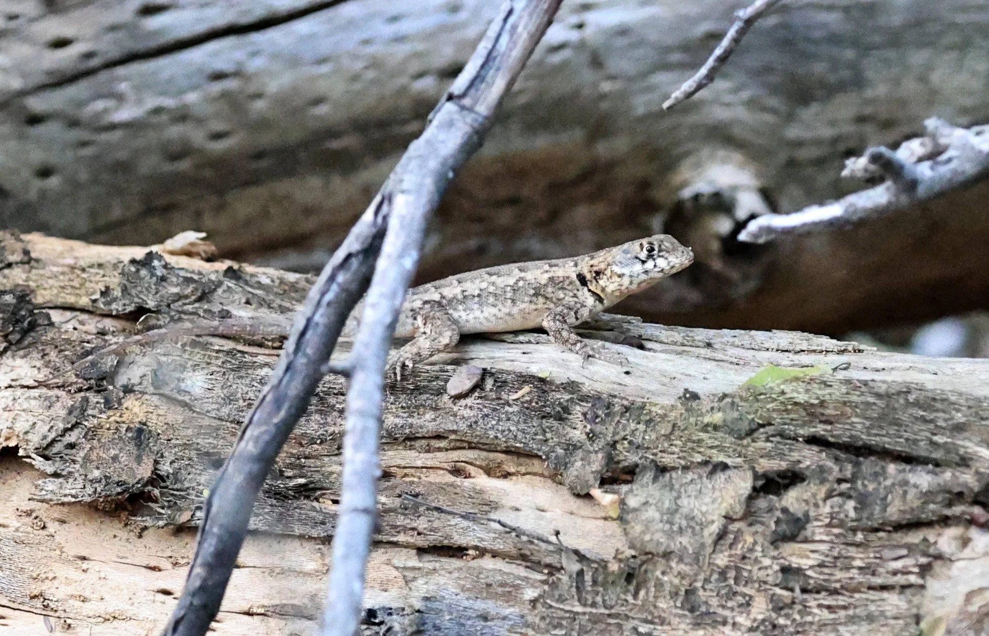 Calango Lava Lizard (Tropidurus guarani) Fortin Toledo Paraguay
