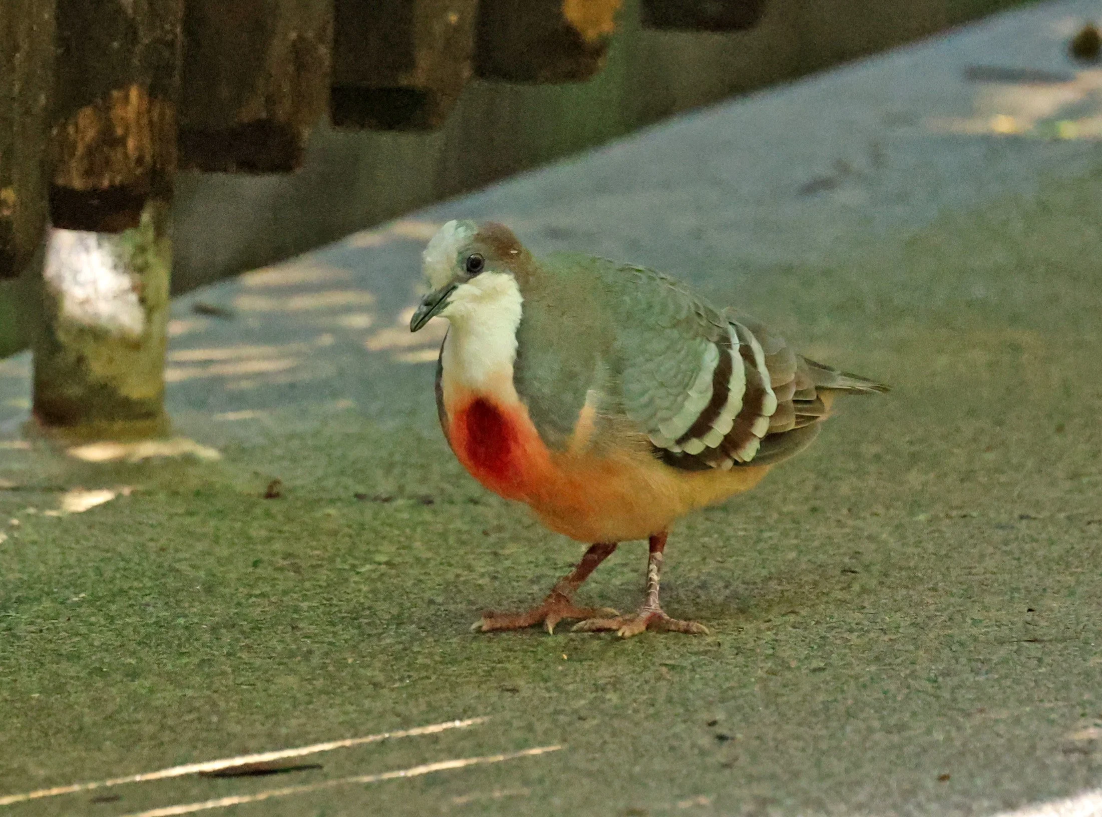 Luzon bleeding-heart dove (Gallicolumba luzonica) Lone Pine Wildlife Sanctuary Brisbane - Queensland (14).jpg