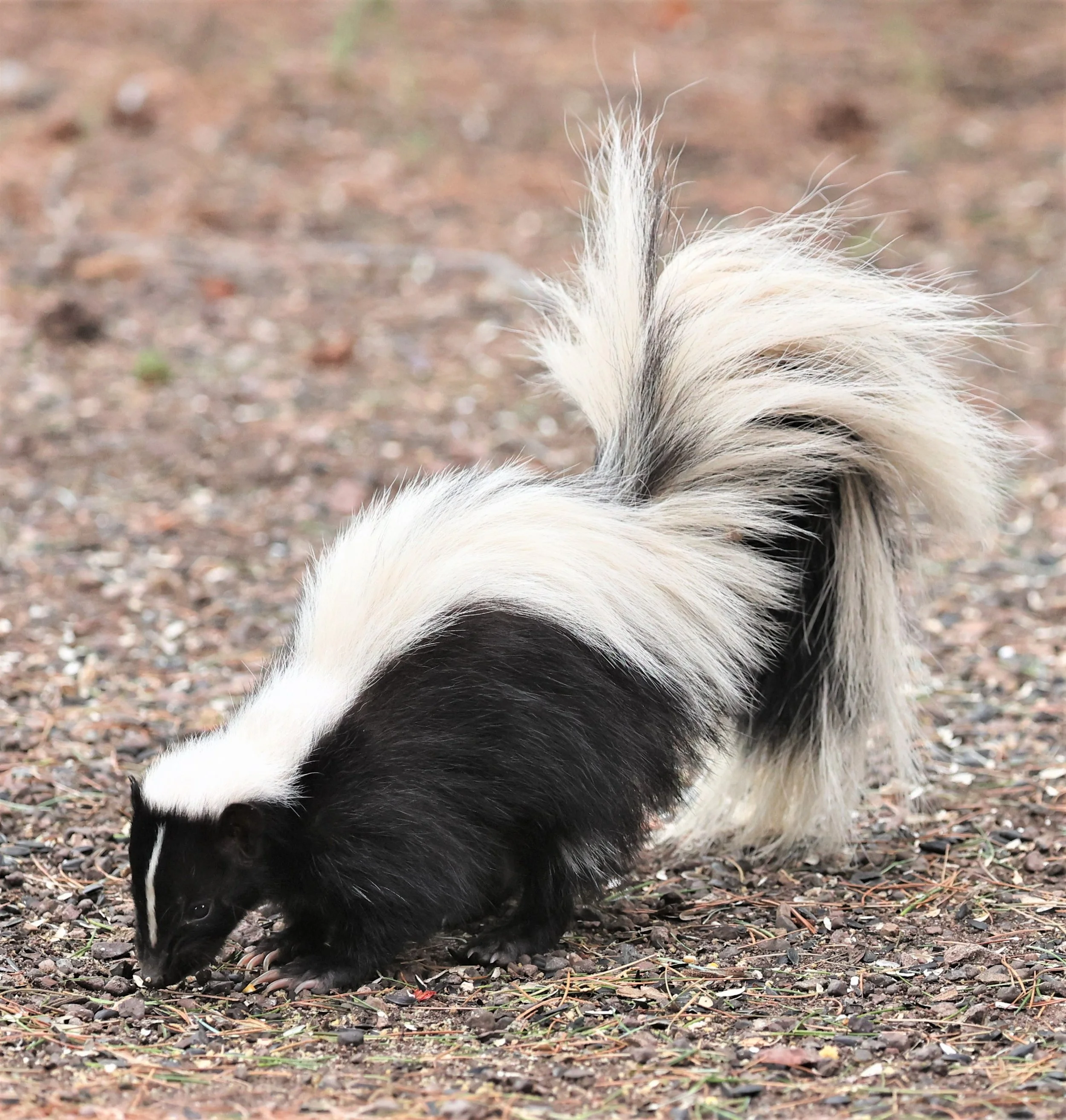 Genus Mephitis Skunks — Coke Smith Wildlife