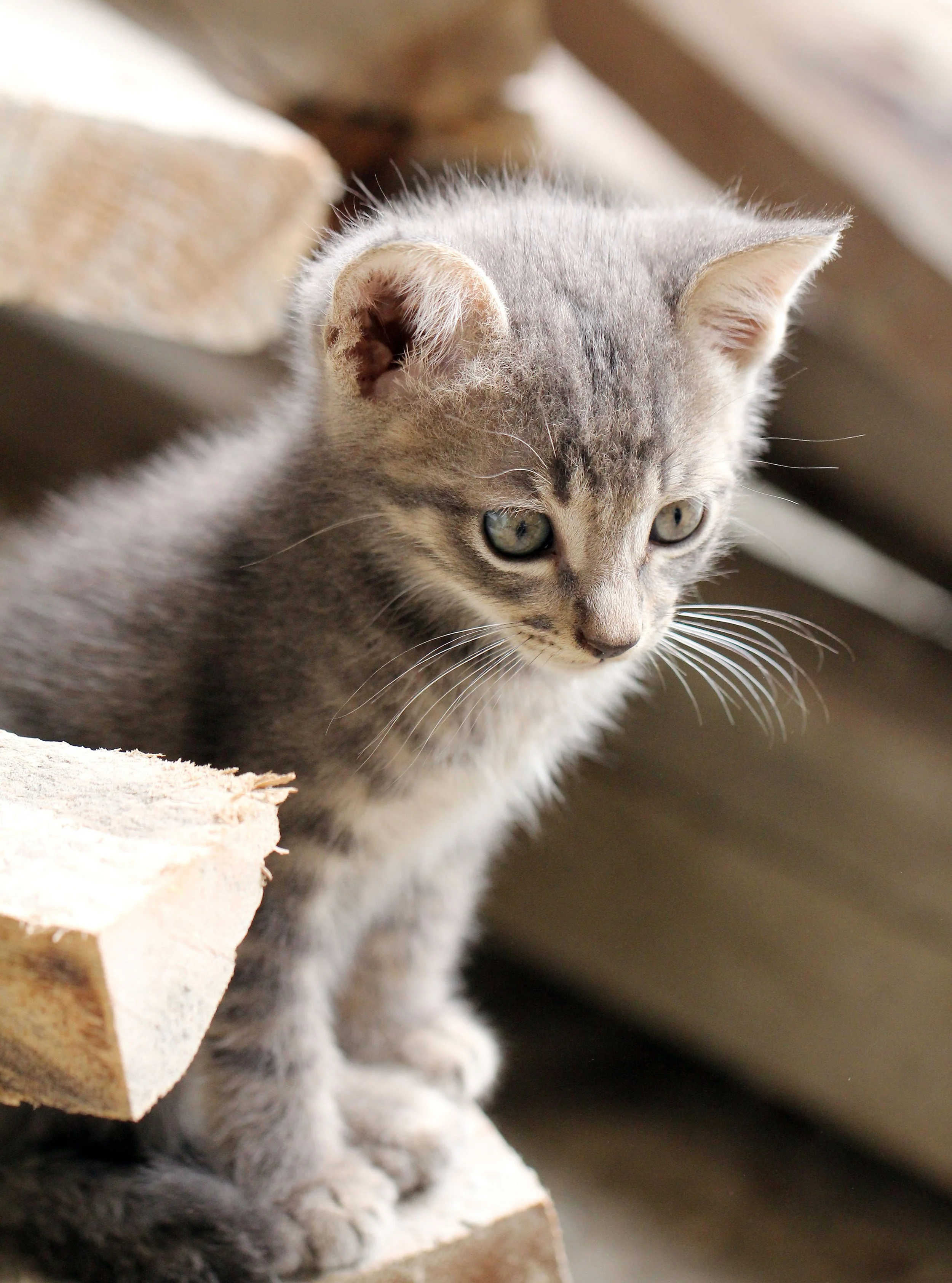 2015 Koh Lanta October Break Trip  (237).JPG