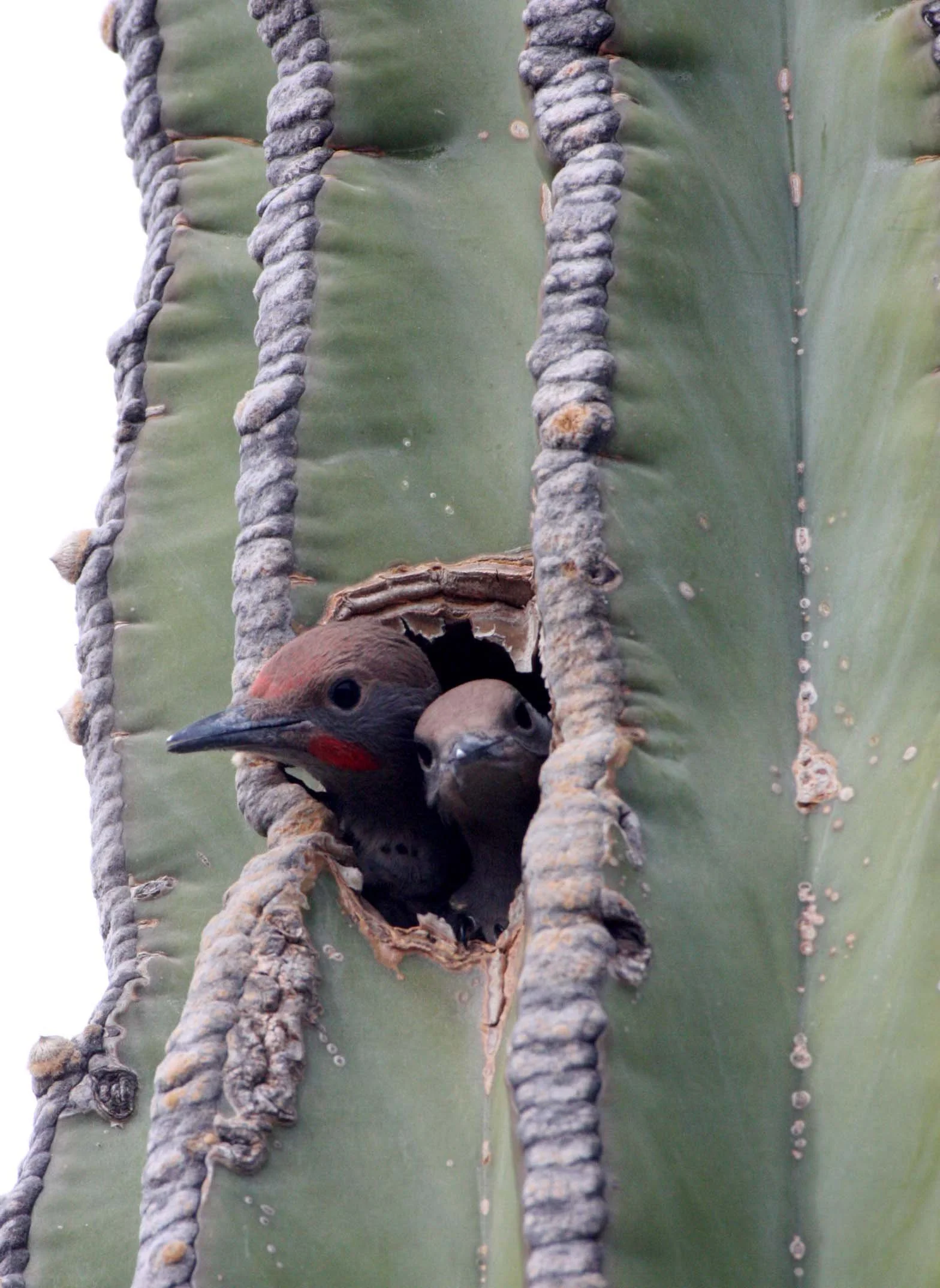 BIRD - WOODPECKER - FLICKER - GILDED FLICKER - COLAPTES CHRYSOIDES - SAN IGNACIO DESERT BAJA - IN CARDON CACTUS - MEXICO (25).JPG