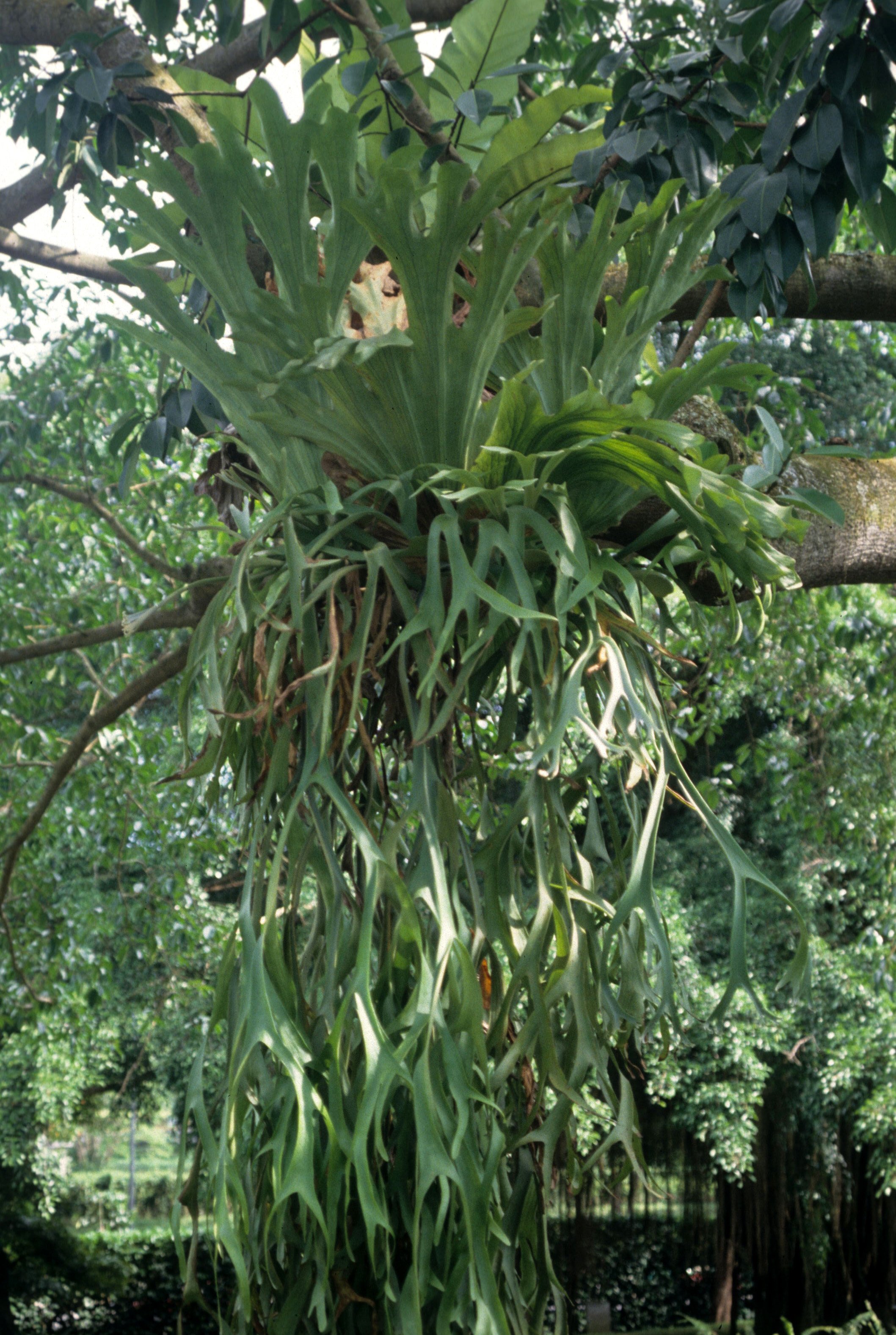CUC PHUONG NATIONAL PARK - 1994 (24).jpg