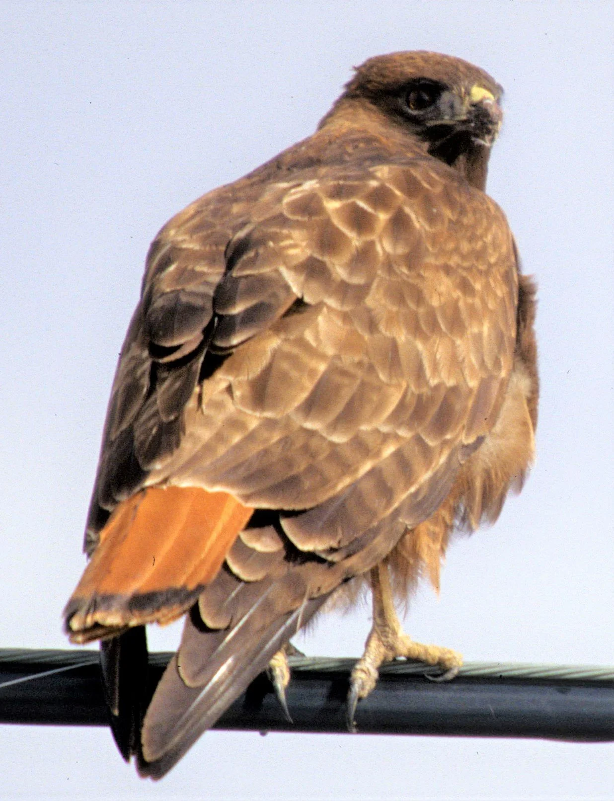 Buteo jamaicensis - RED-TAILED HAWK - KLAMMATH BASIN CALIFORNIA aa1.jpg