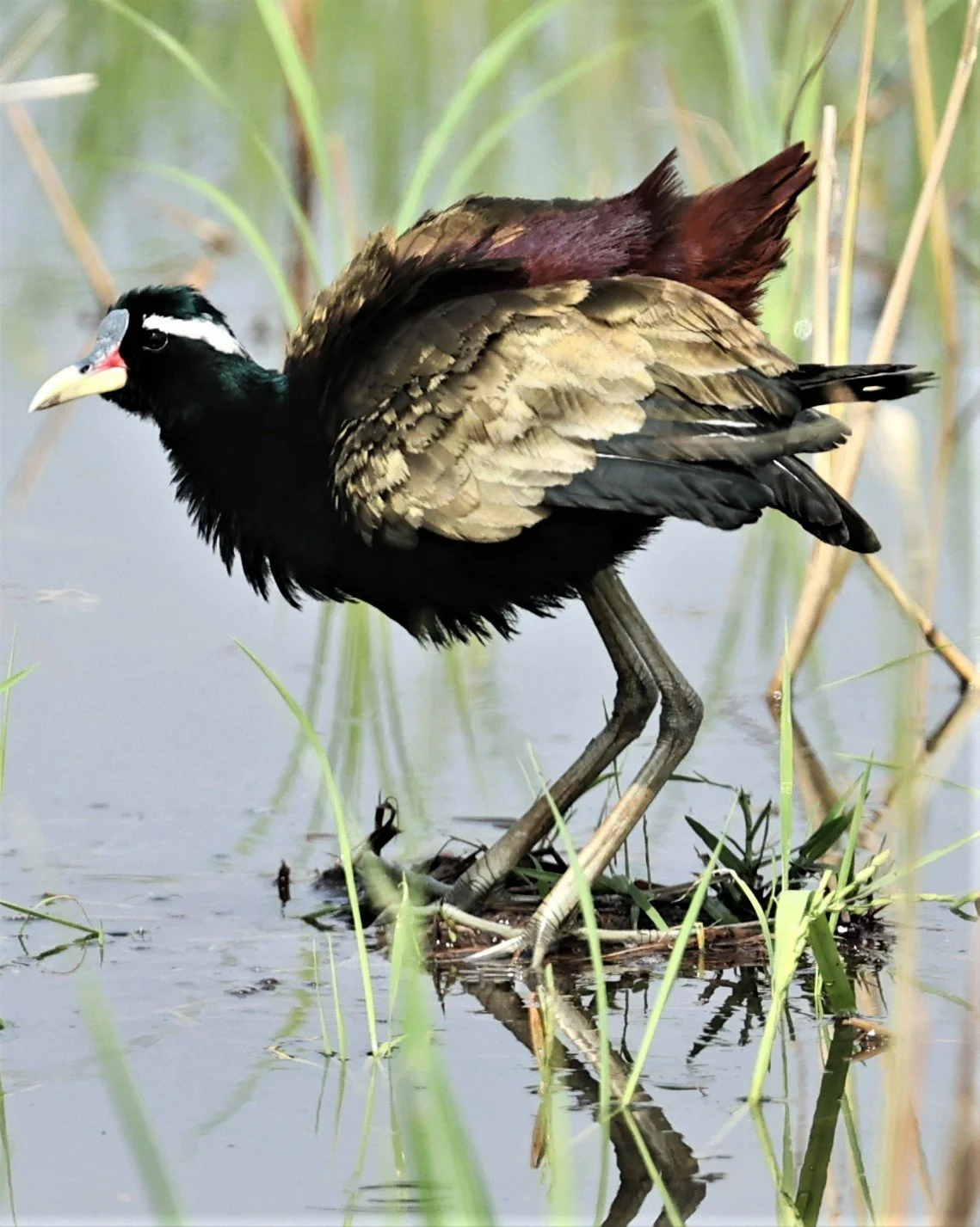 JACANA - BRONZE-WINGED JACANA - Metopidius indicus - PATHUM THANI RICE RESEARCH CENTER MAY 7 2022 (29).jpg