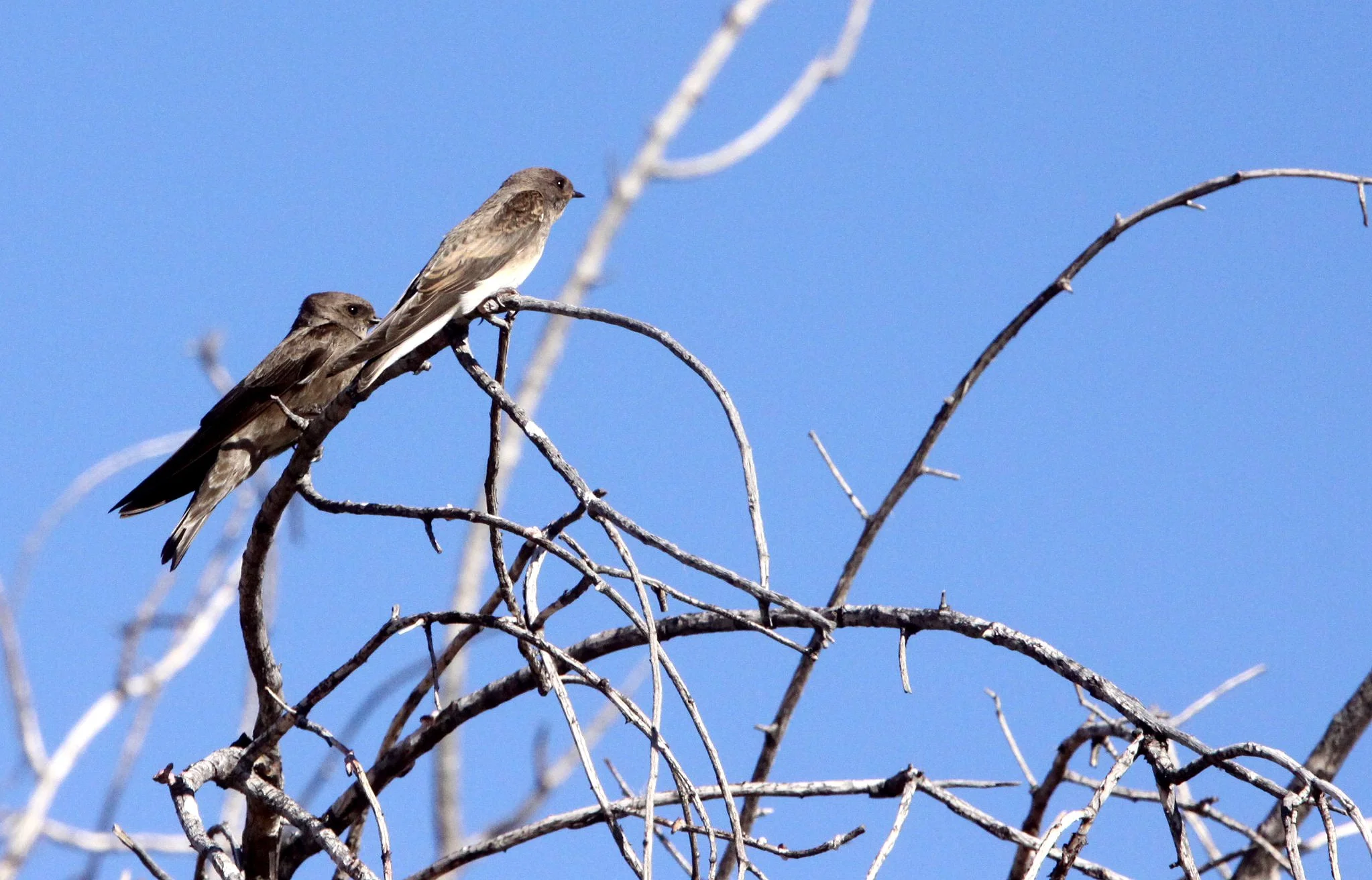 Brown-throated Martin (Riparia paludicola) Augrabies Falls NP South Africa (1).JPG