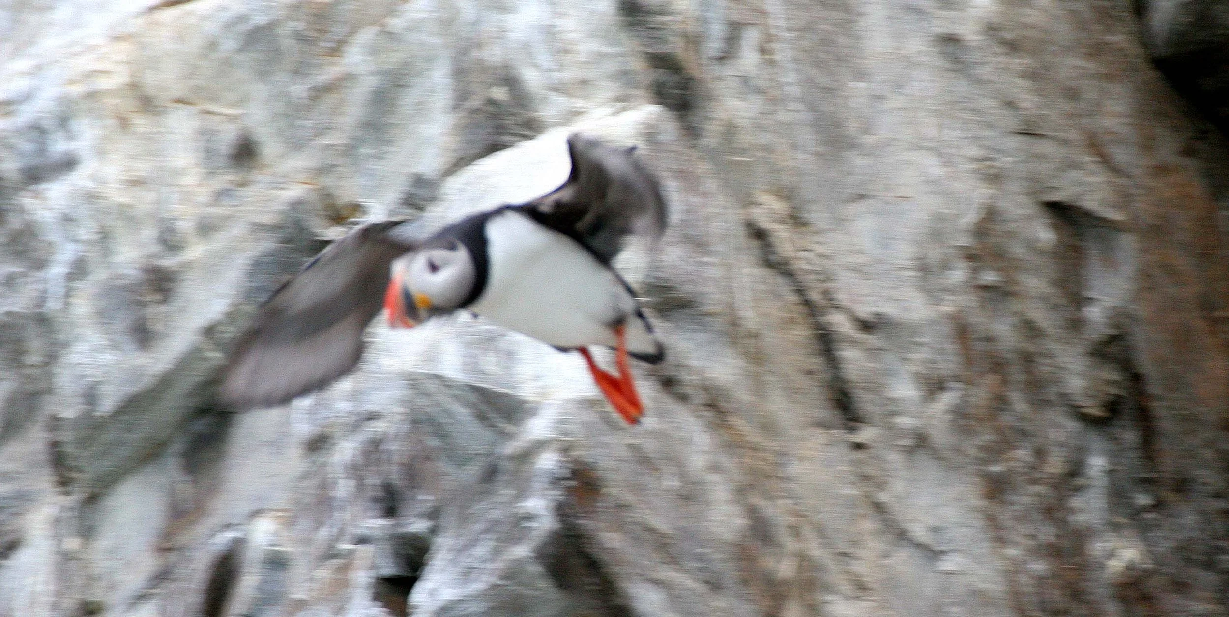 Fratercula arctica - ATLANTIC PUFFIN - SVALBARD (44).jpg