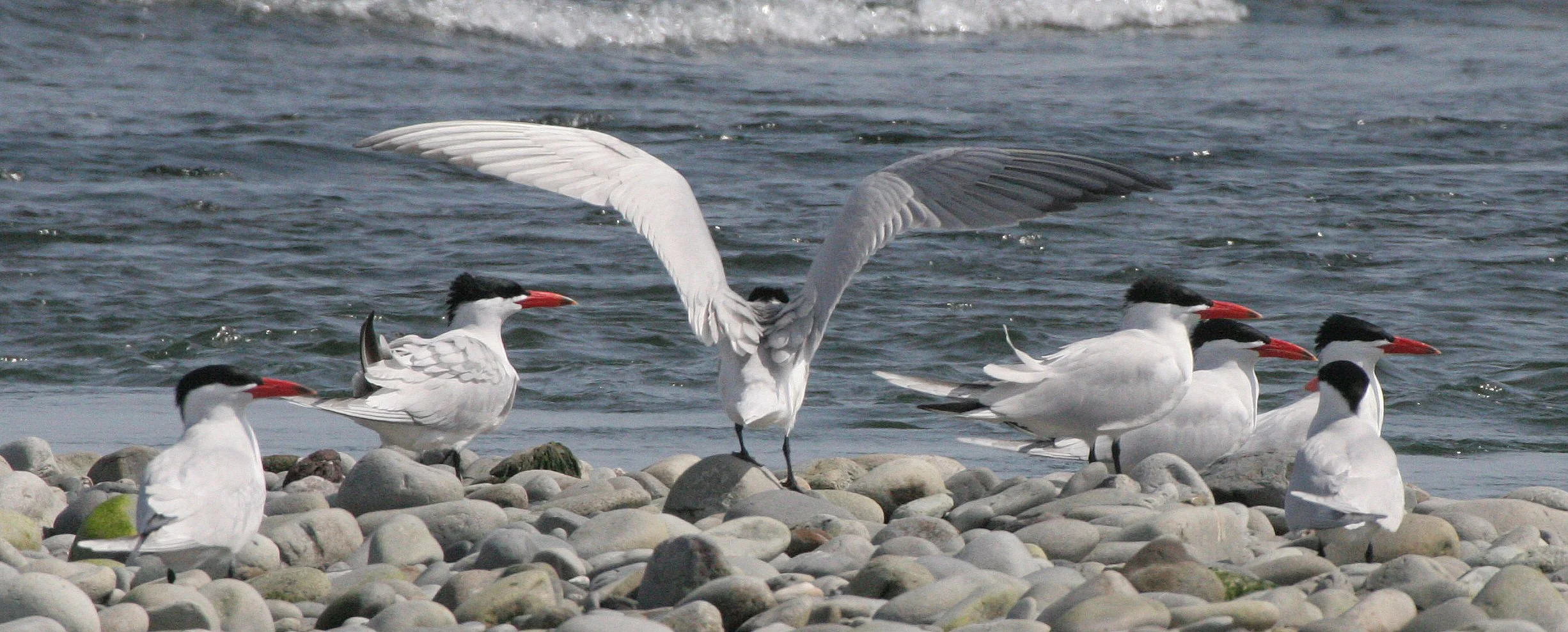 BIRD - TERN - CASPIAN TERNS - ELWHA RIVER MOUTH WA (41).JPG
