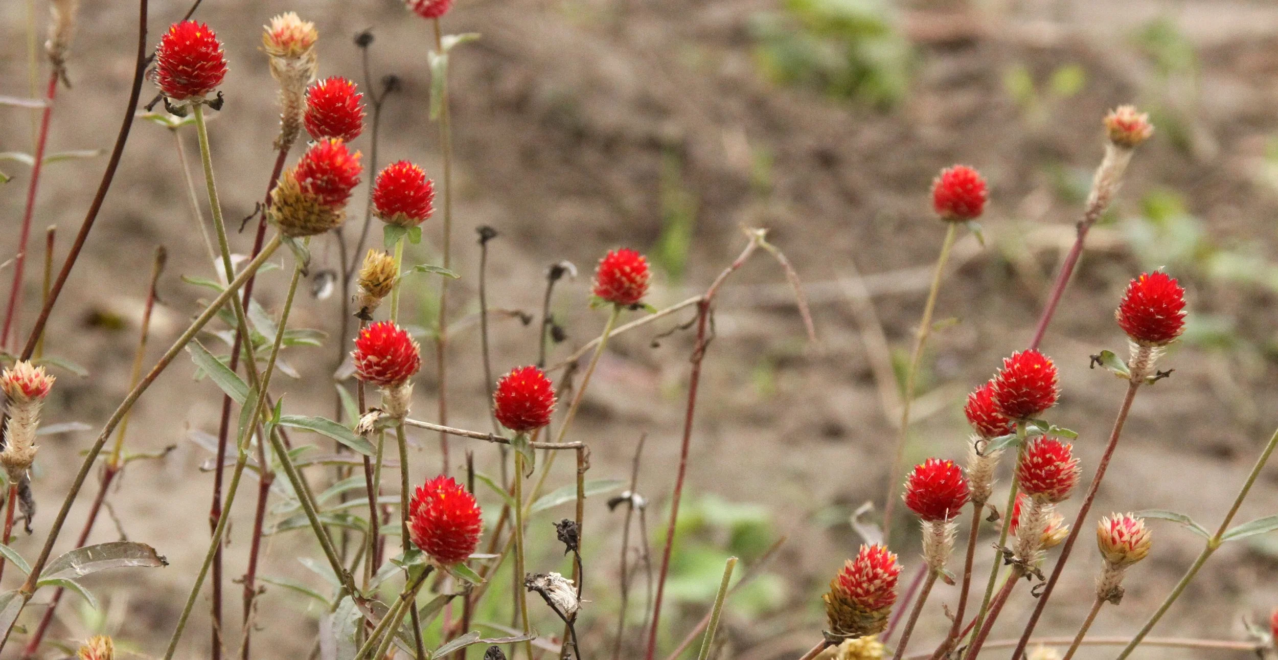 CHONGMING ISLAND DONGTAN WETLANDS RESERVE FIELD TRIP 2011 (23).JPG