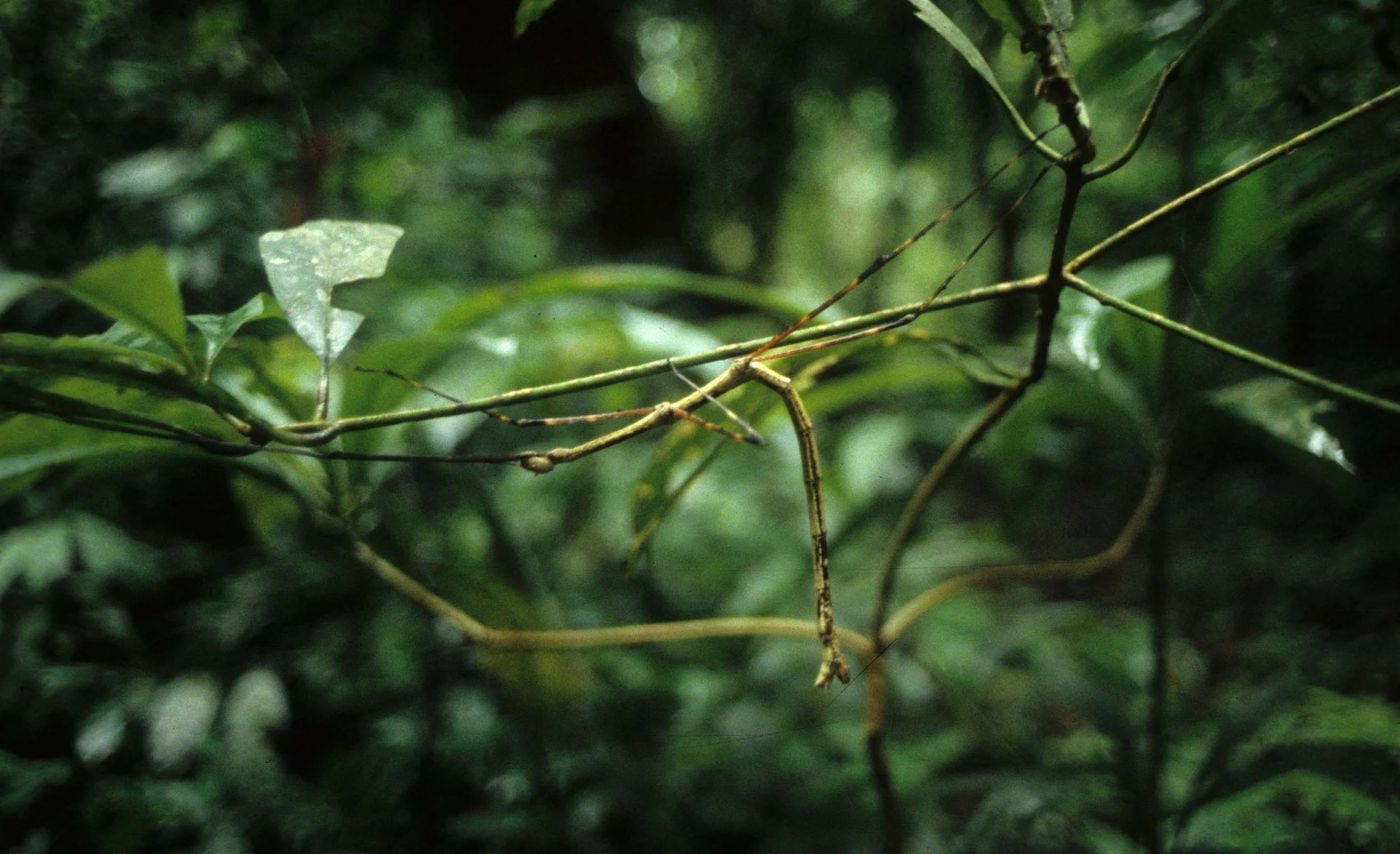 INVERT - ORTHOPTERA - WALKING STICK - CUC PHUONG NP.jpg
