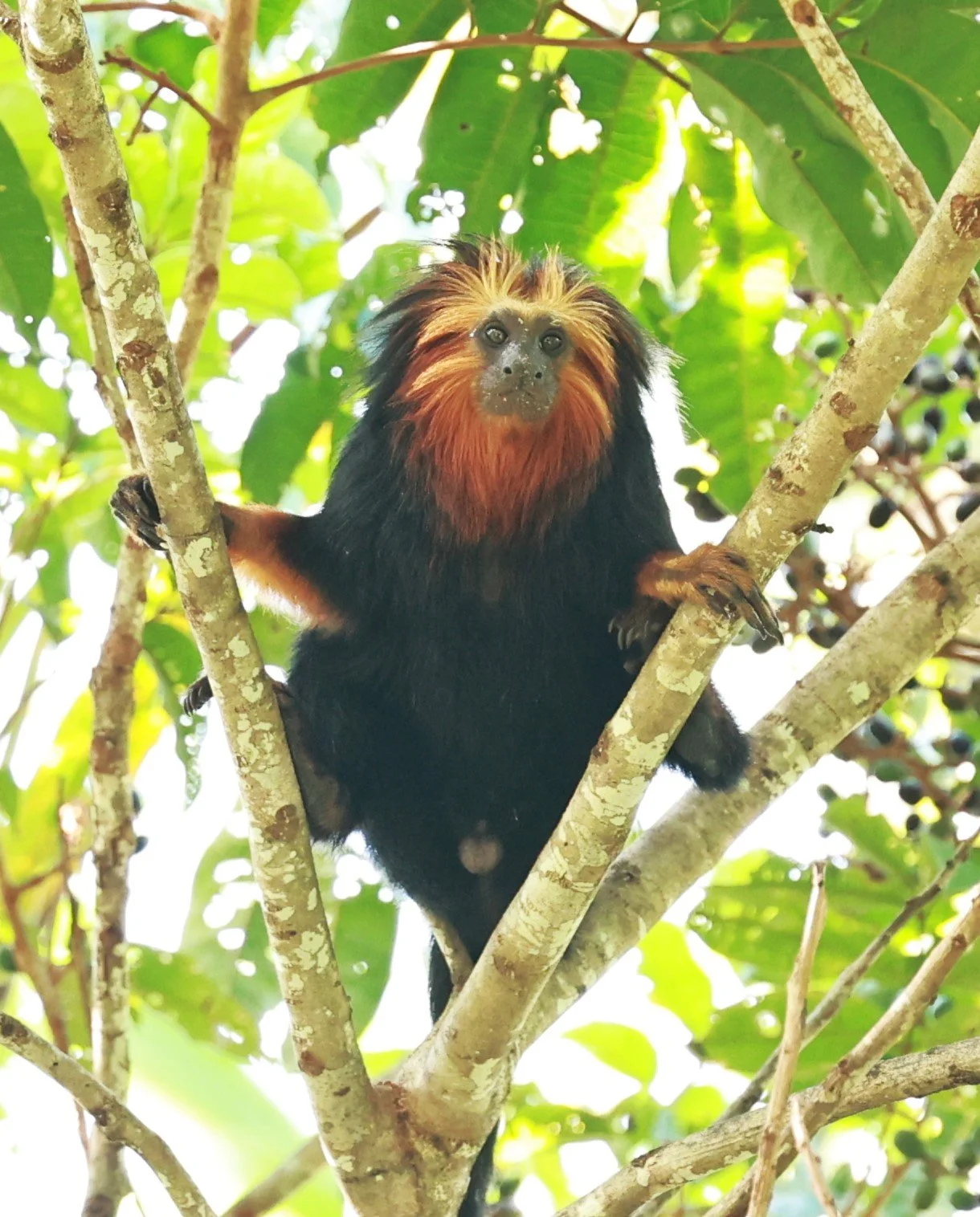 Callitrichidae - Leontopithecus chrysomelas - Golden-headed Lion Tamarin - Illeus, Bahia Brazil, Una Township Area  (126).JPG