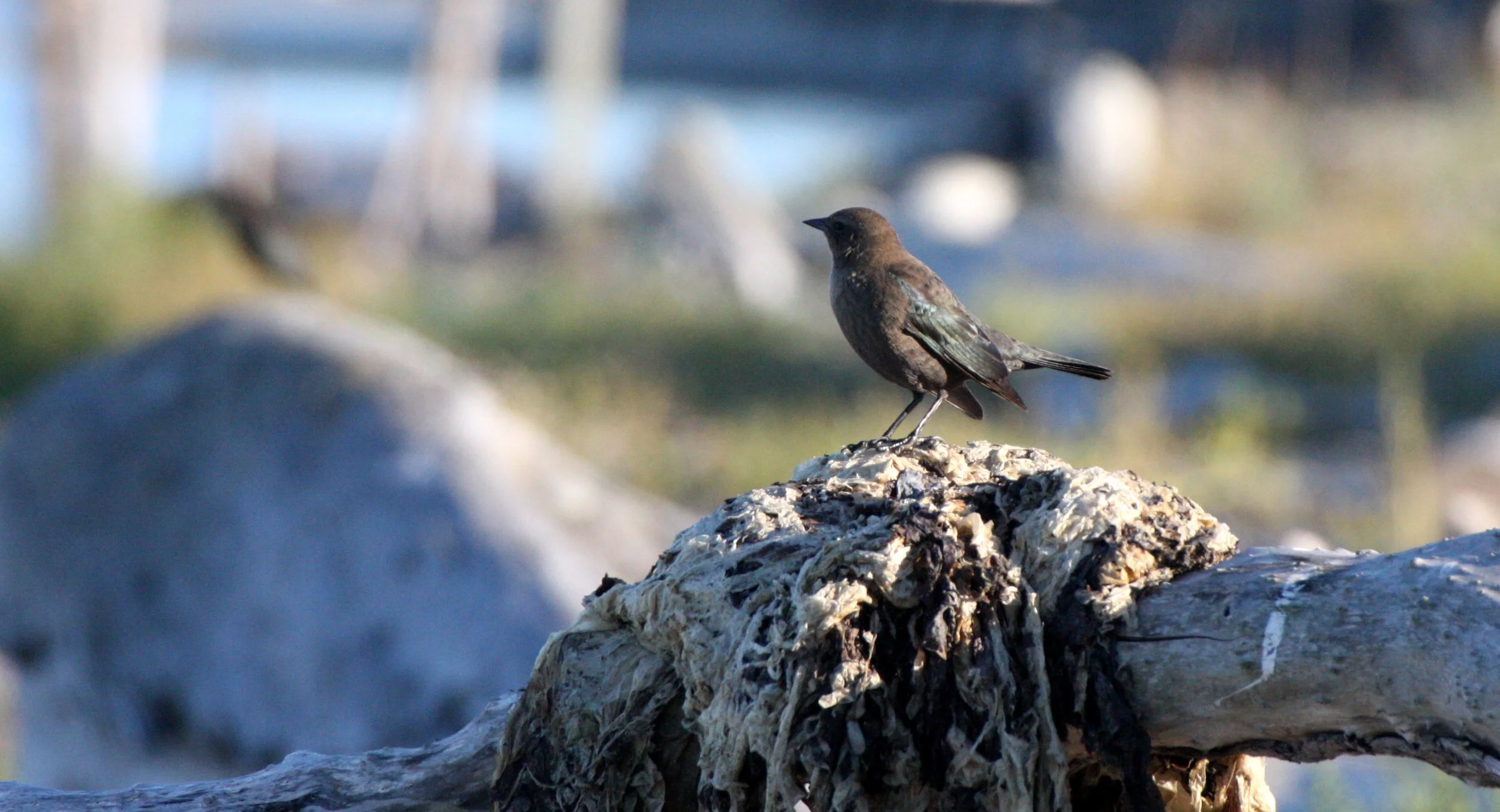 Brewer's Blackbird (Euphagus cyanocephalus) Dungeness Sequim Washington (2).JPG