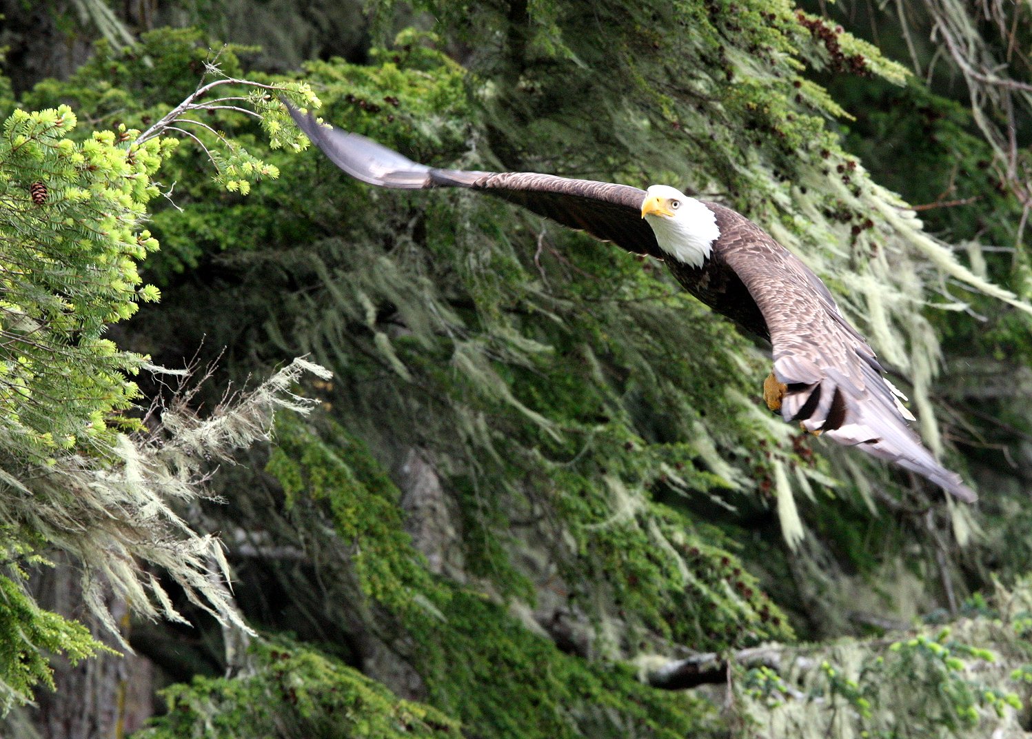 BIRD - EAGLE - BALD EAGLE - KNIGHT'S INLET BRITISH COLUMBIA (112).JPG