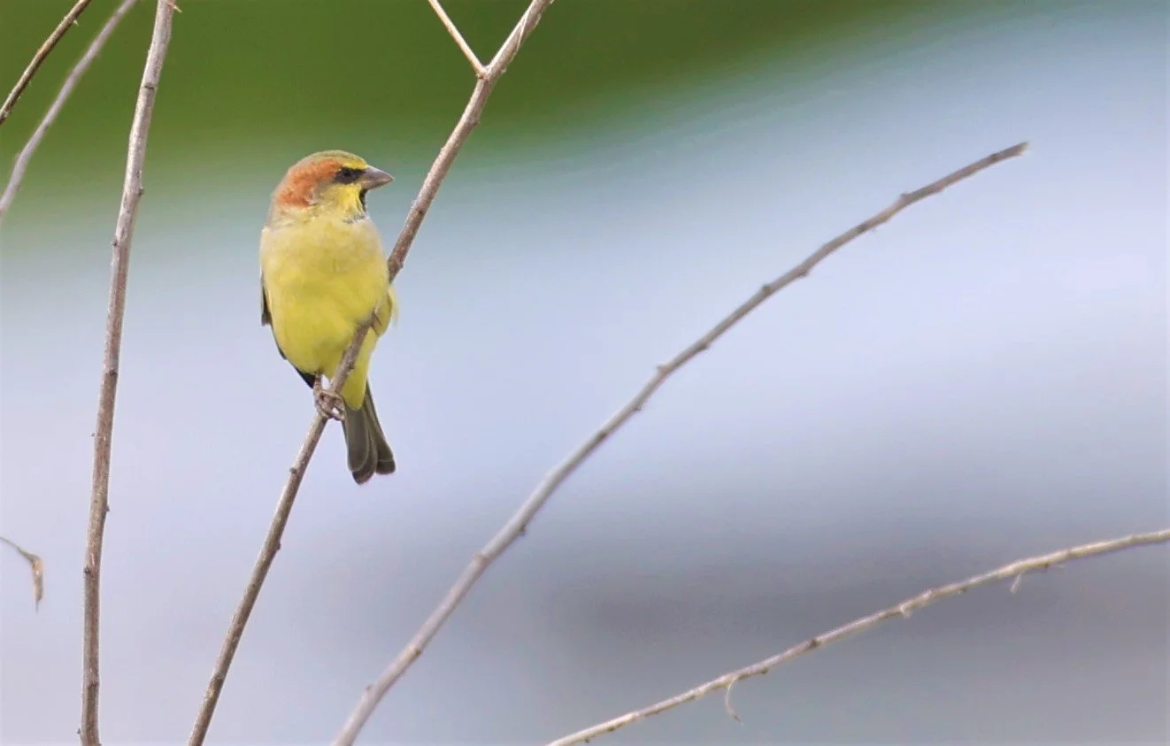 Plain-backed Sparrow (Passer flaveolus) Khlong Tamru Thailand (7).jpg