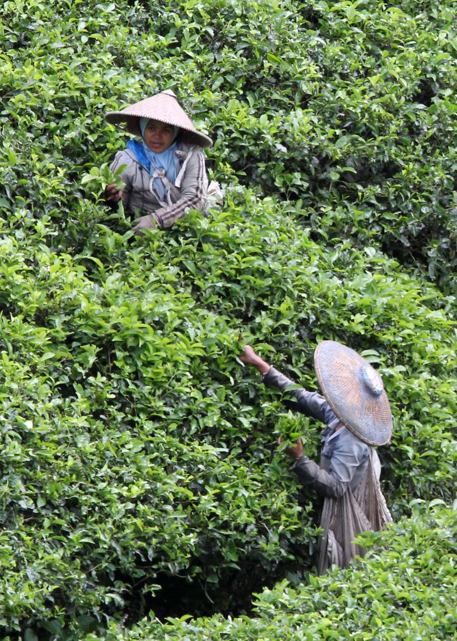HALIMUN NATIONAL PARK JAVA BARAT INDONESIA (39).JPG