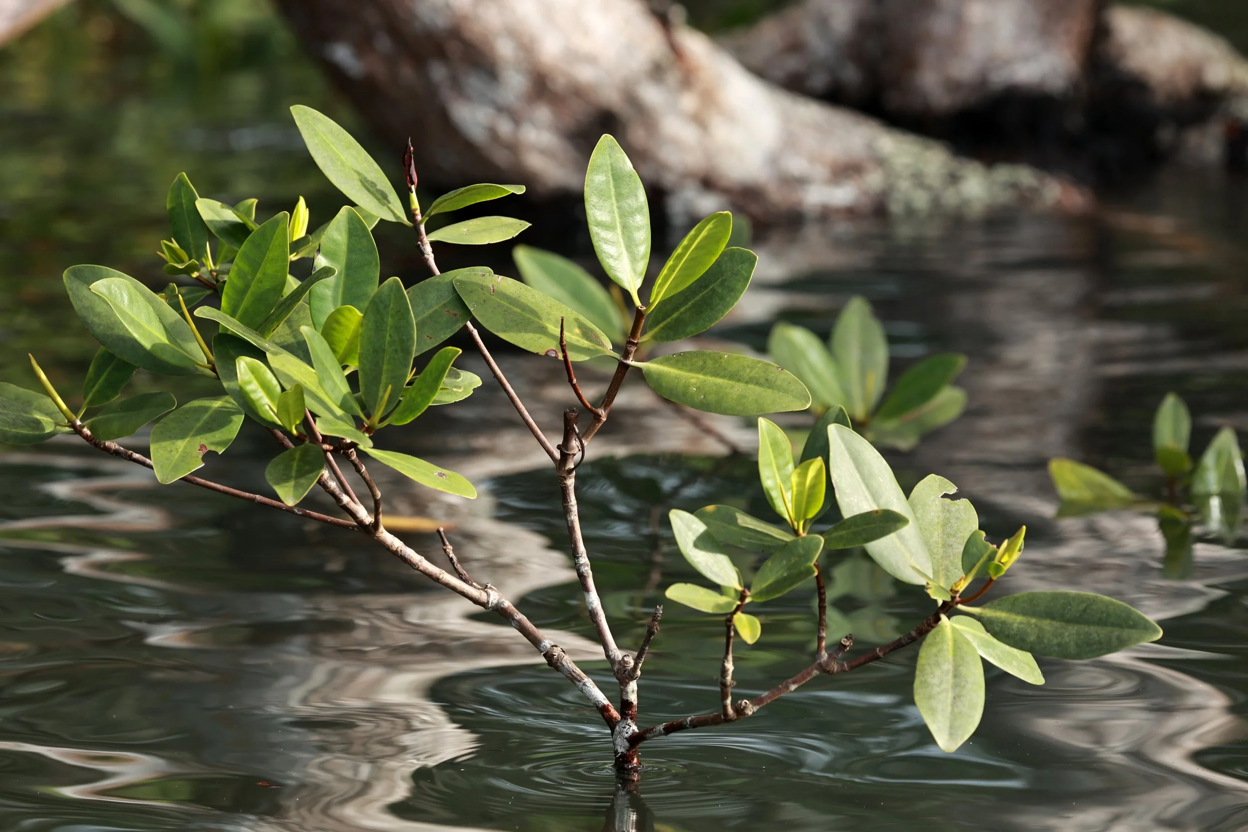 Red Mangrove sapling (Rhizophora mangle) Superagüi National Park, Brazil