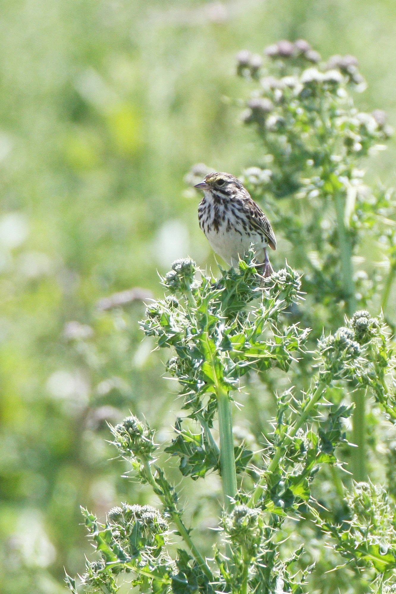 Savannah Sparrow (Passerculus sandwichensis) Ridgefield NWR Washington (7).JPG
