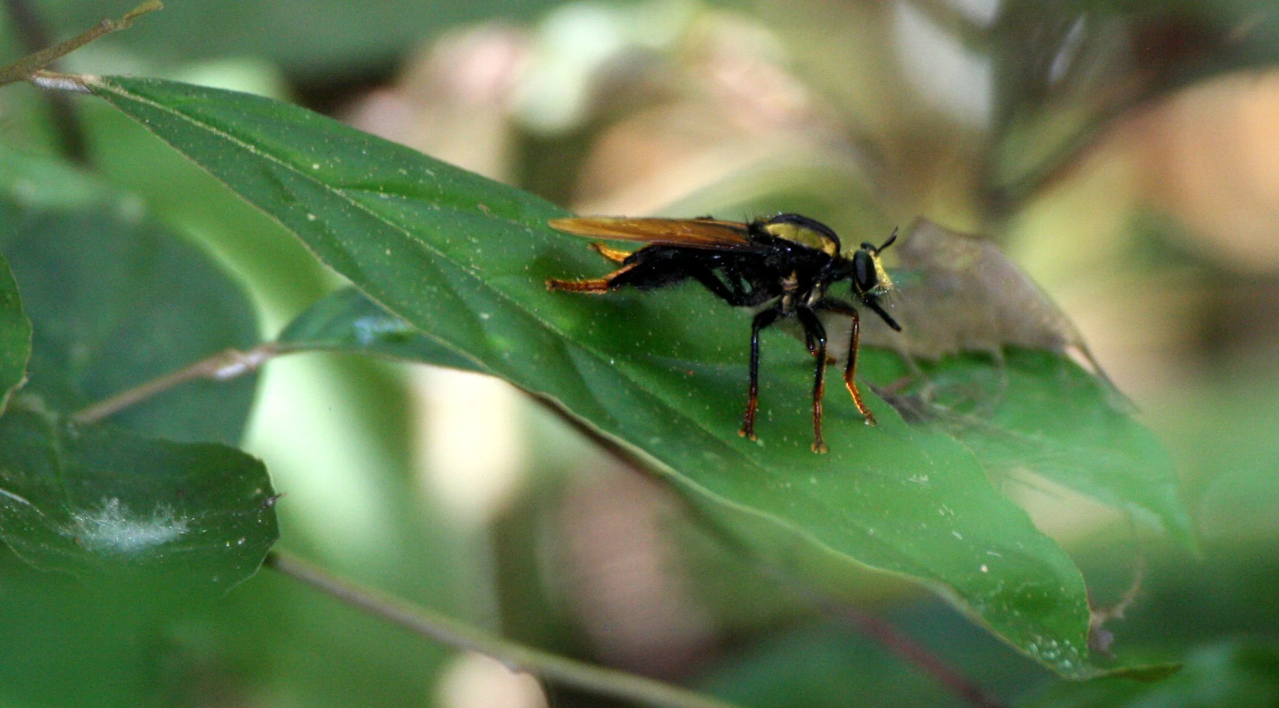 INVERT - DIPTERA - ASCILID FLY - GIANT ROBBER FLY - REPTILE - LIZARD - BLACK-BEARDED GLIDING LIZARD -  KRUNG CHIN NP THAILAND (6).JPG