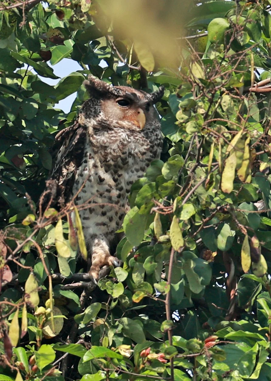 Spot-bellied Eagle-Owl (Bubo nipalensis) Pak Chong Mu Si Municipality Feb 2026  (20).jpg