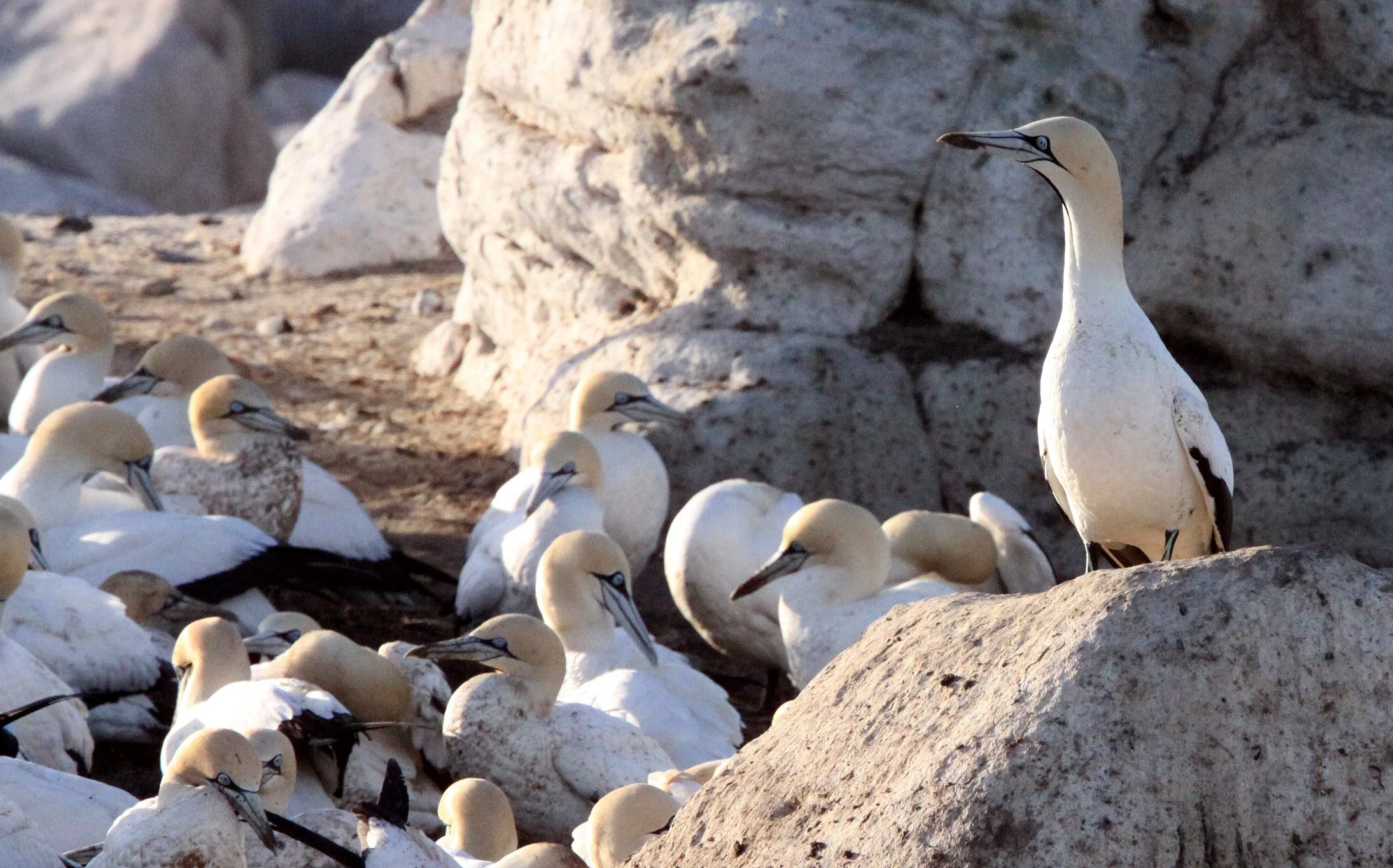Cape gannet (Morus capensis) Lambert's Bay South Africa (15).JPG