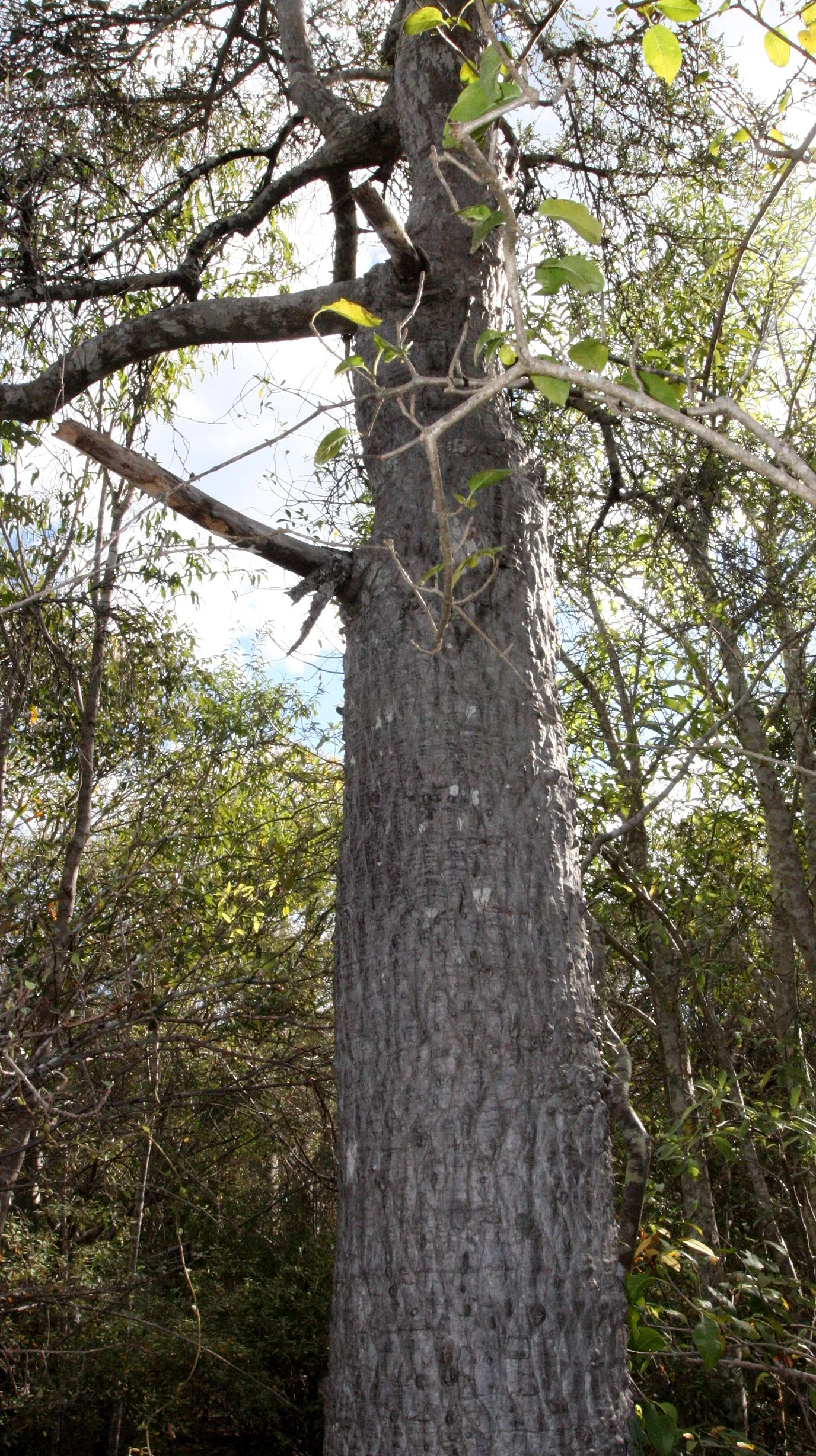 PLANT - SPECIES - ANDOHAHELA NATIONAL PARK MADGASCAR (12).JPG