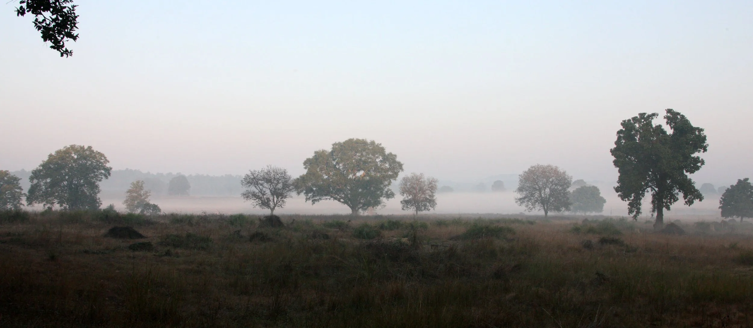MADHYA PRADESH - KANHA NATIONAL PARK MADHYA PRADESH INDIA (34).JPG