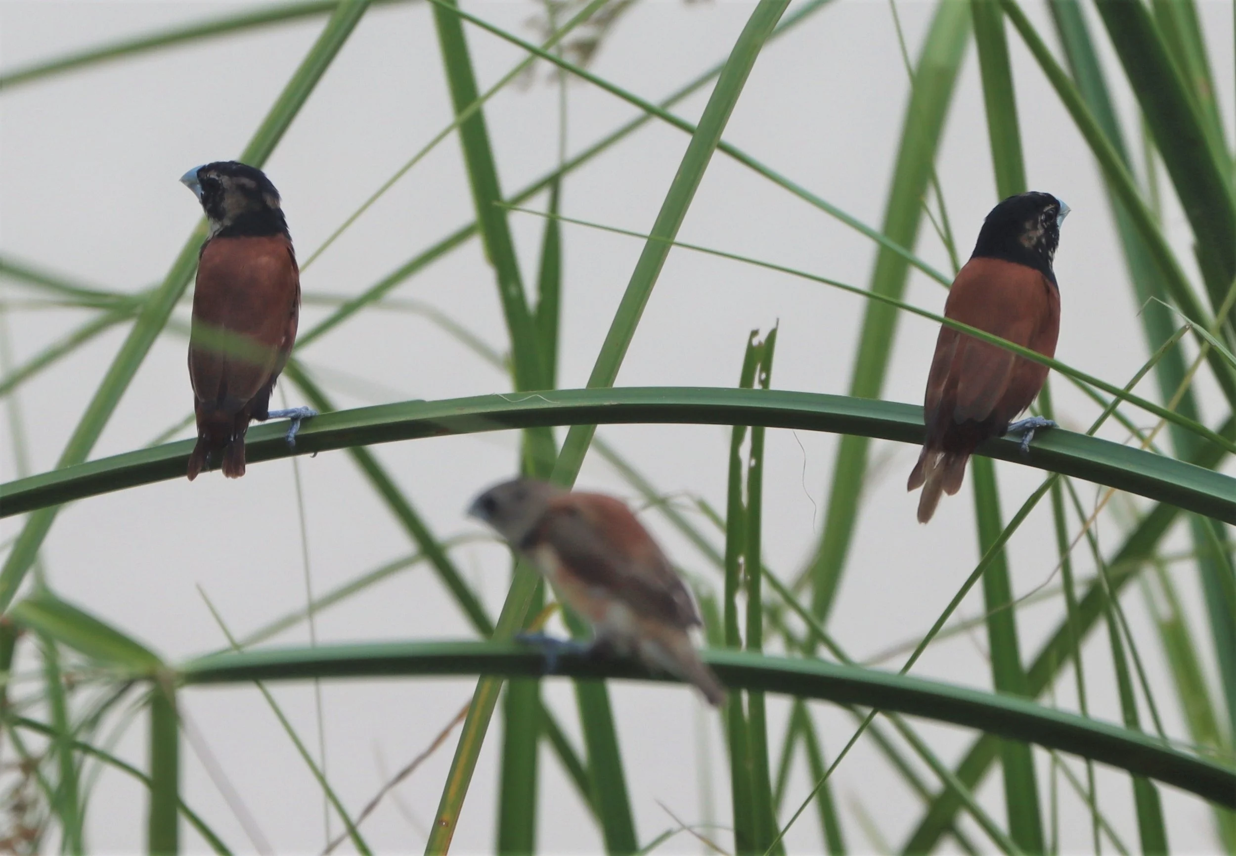 MUNIA - BLACK-HEADED MUNIA - Lonchura malacca -  KABIN BURI PUBLIC WETLANDS NORTH OF TOWN  (2).jpg