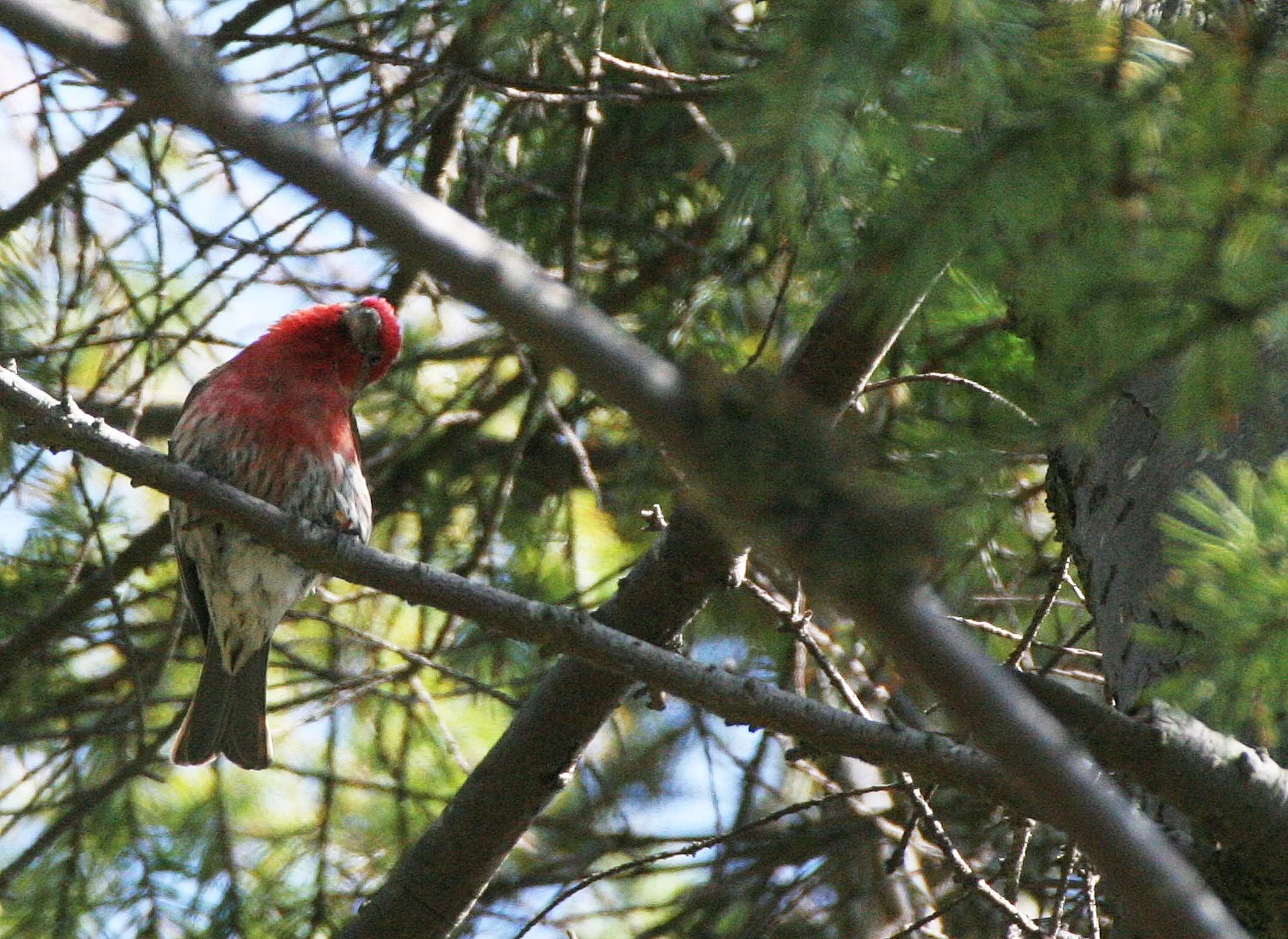 House Finch (Haemorhous mexicanus) Loreto Baja Mexico (16).jpg