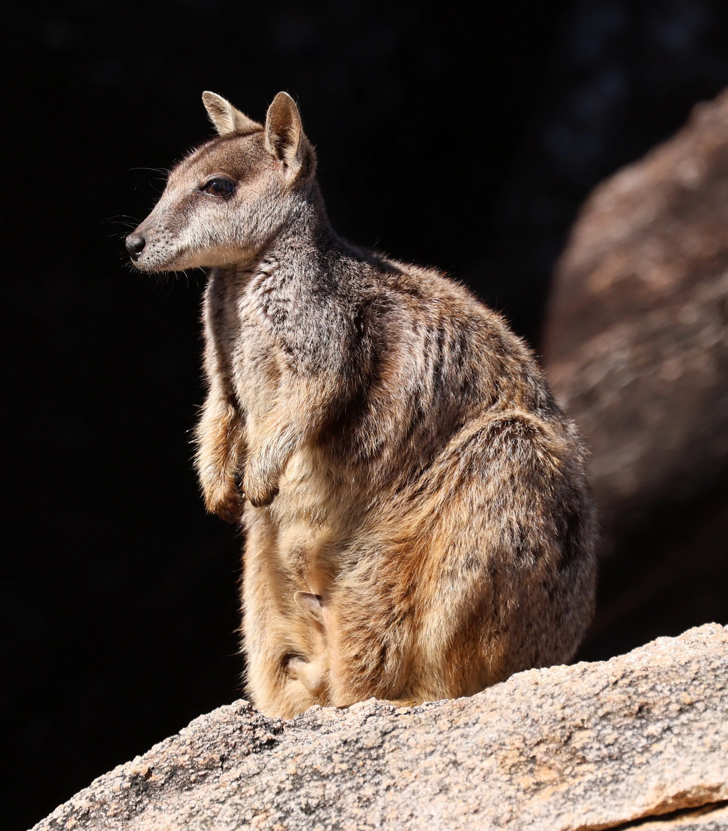 Allied Rock Wallaby (Petrogale assimilis) Magnetic Island - Queensland