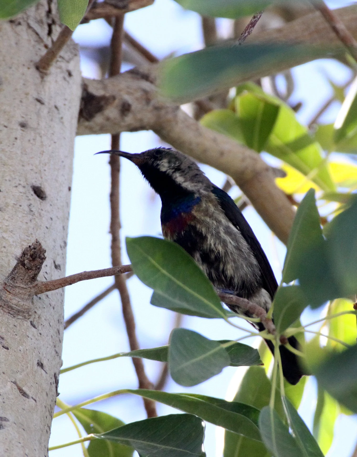 BIRD - SUNBIRD - MARICO SUNBIRD - CINNYRIS MARIQUENSIS - ETOSHA NATIONAL PARK NAMIBIA (10).JPG