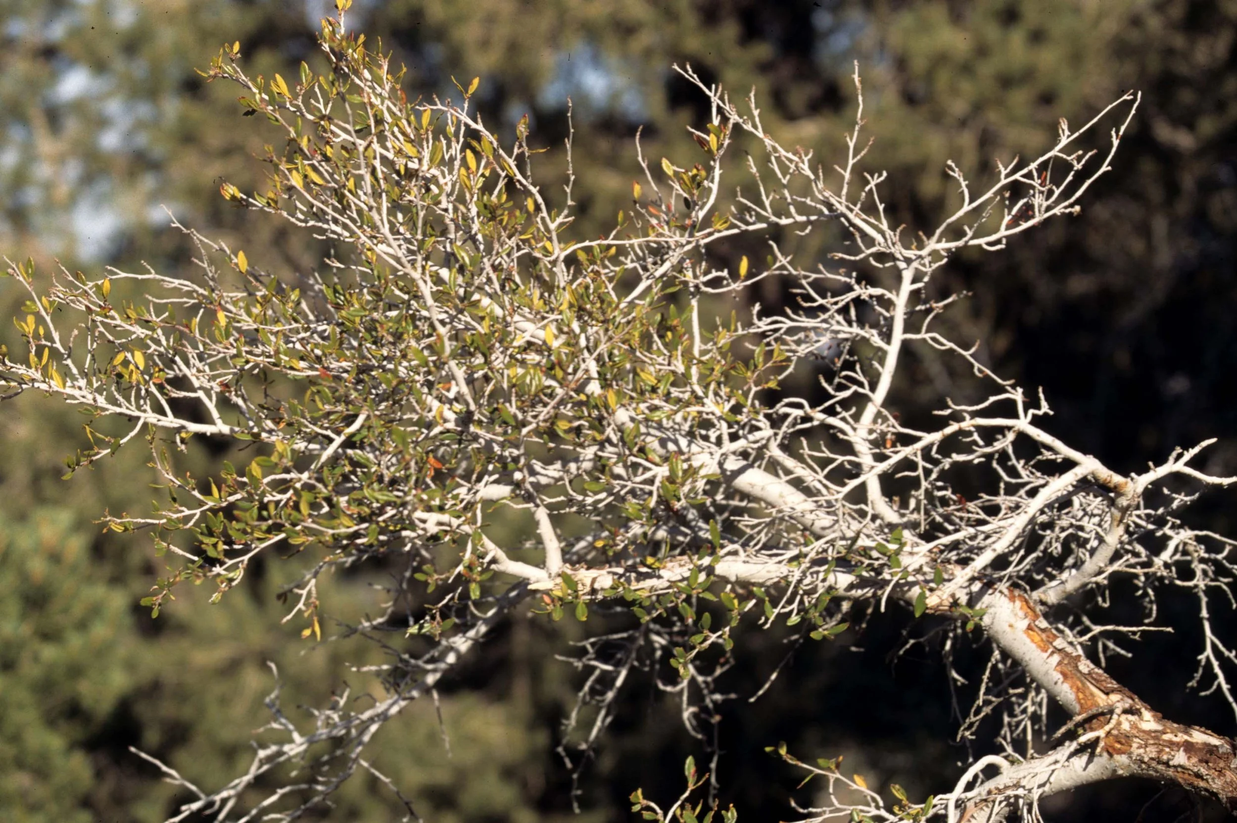 DEATH VALLEY - MOUNTAIN MAHOGANY - TELESCOPE PEAK.jpg