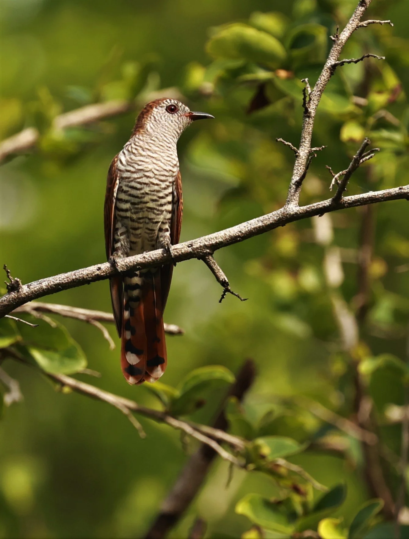 Violet Cuckoo (Chrysococcyx xanthorhynchus) Rama IX Park Bangkok (58).jpg