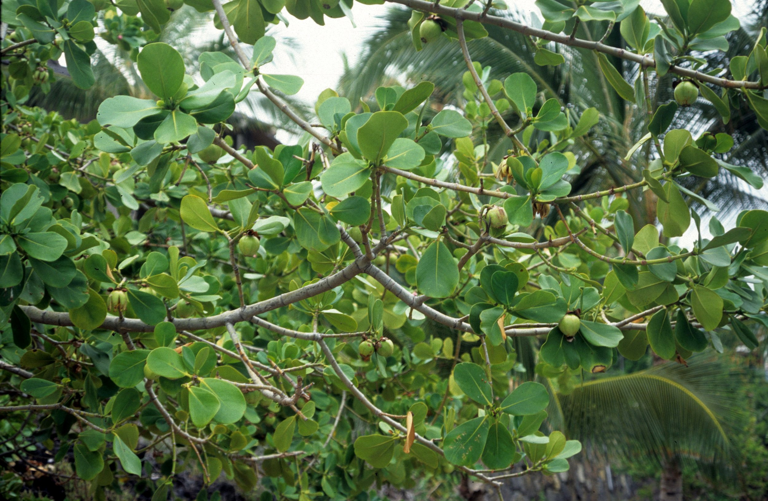 HAWAII - HAWAII - AUTOGRAPH PLANT.jpg