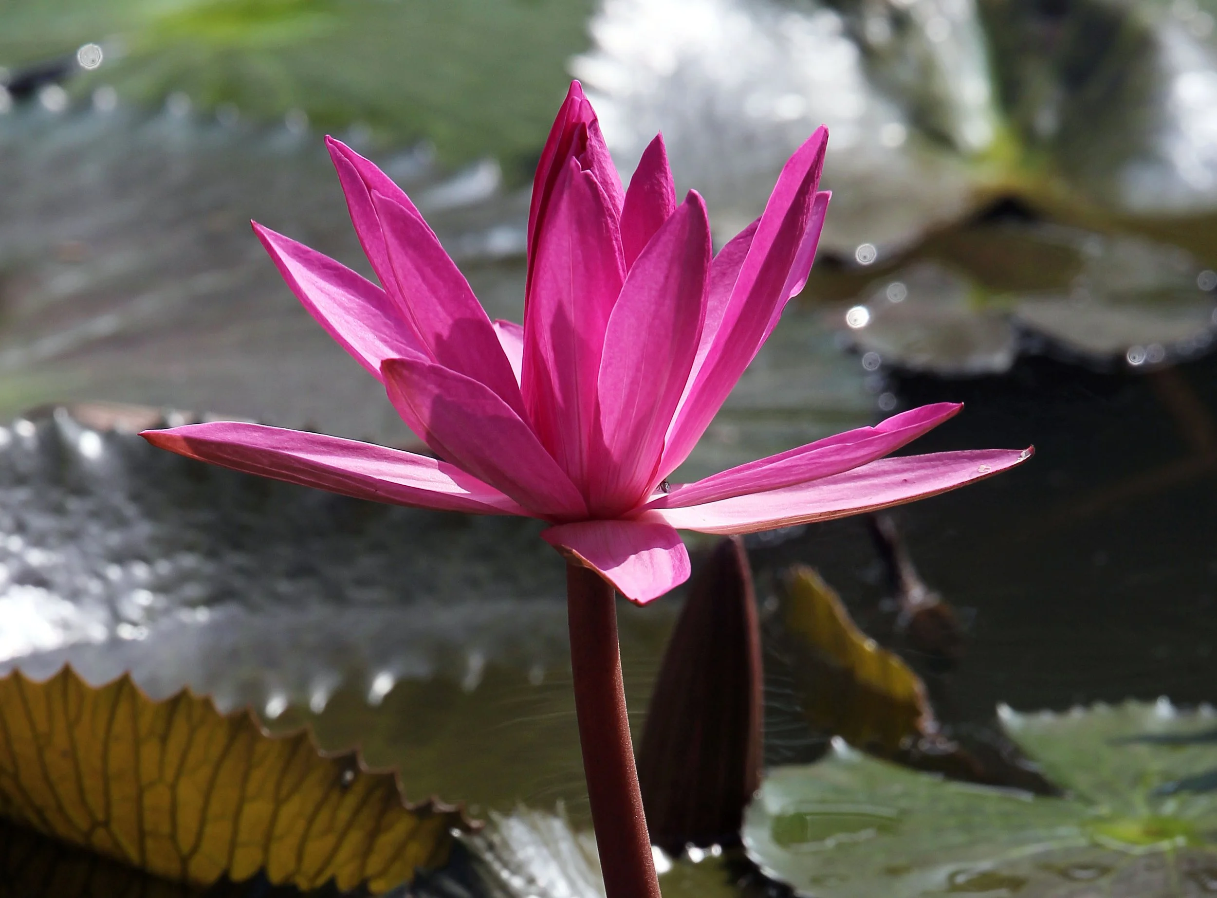 2015 Koh Lanta October Break Trip  (350).jpg