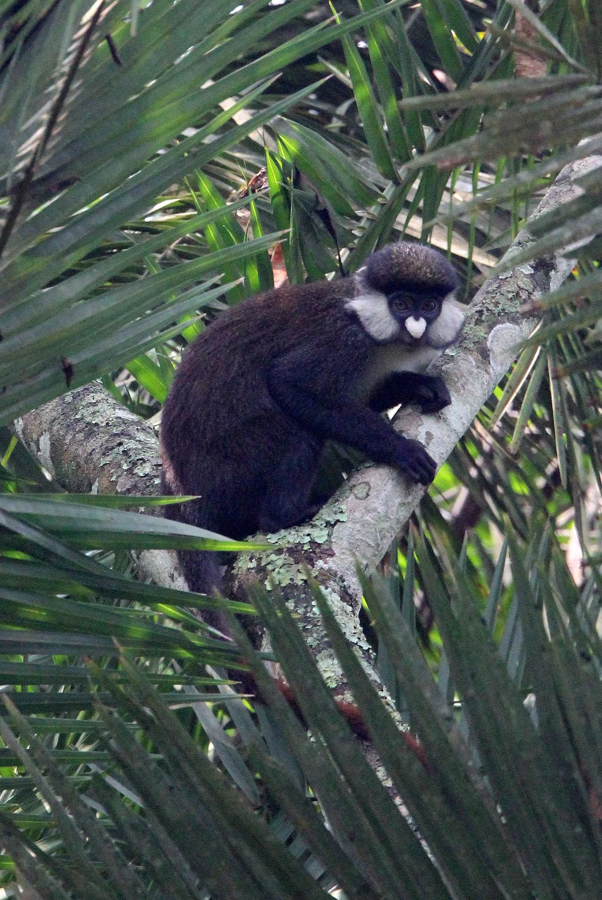 CERCOPITHECIDAE - Cercopithecus ascanius schmidti - SCHMIDT'S RED-TAILED MONKEY - KIBALE NATIONAL PARK UGANDA BIGODI SWAMP (47).JPG