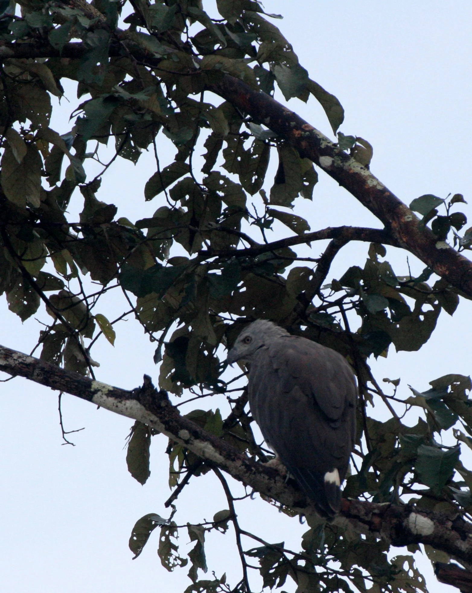 Haliaeetus ichthyaetus - GREY-HEADED FISH EAGLE - KINABATANGAN RIVER BORNEO  (7).JPG