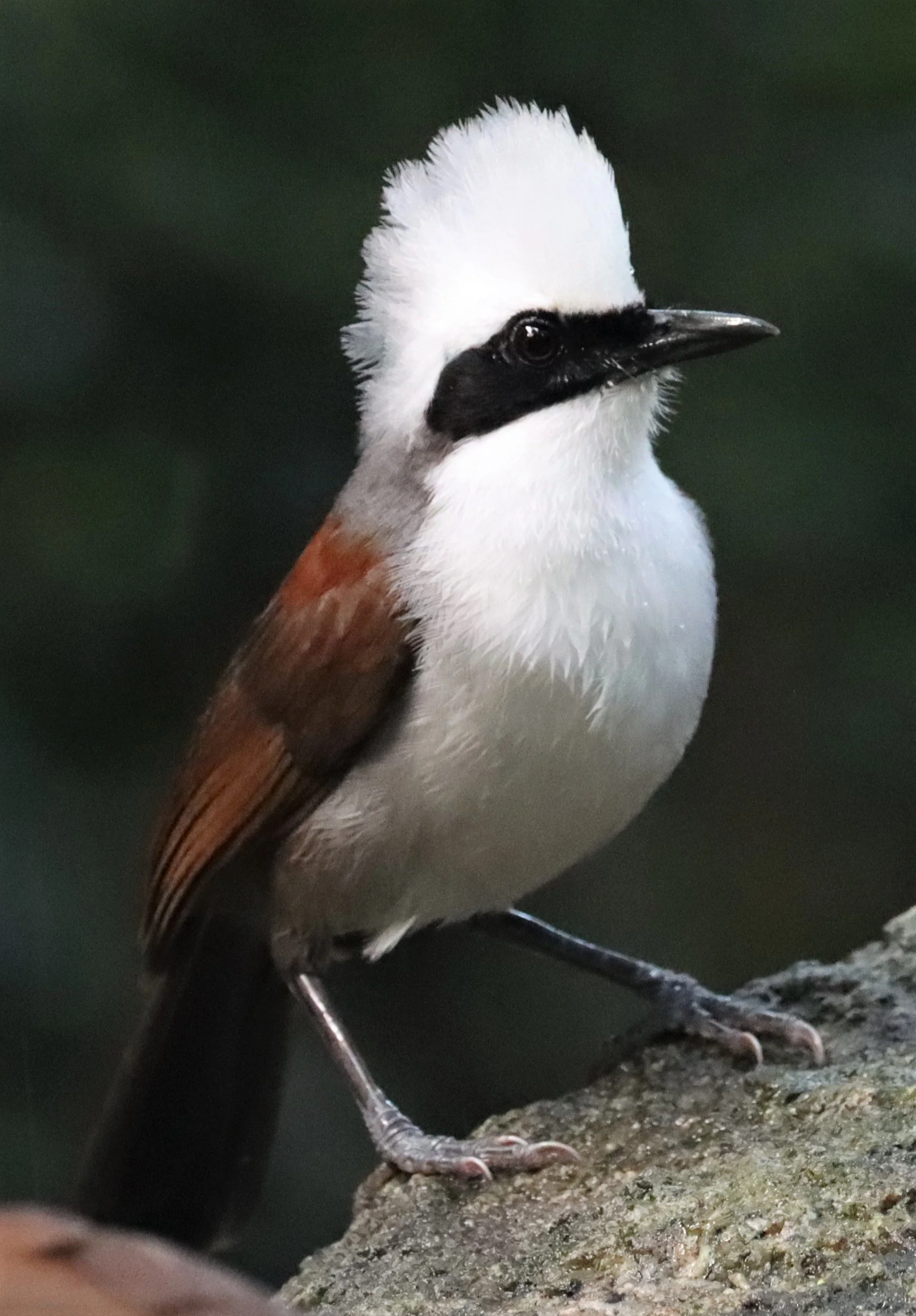 LAUGHINGTHRUSH - WHITE-CRESTED LAUGHINGTHRUSH - Garrulax leucolophus - WAT THAM PRATHUN CHONBURI (29).jpg