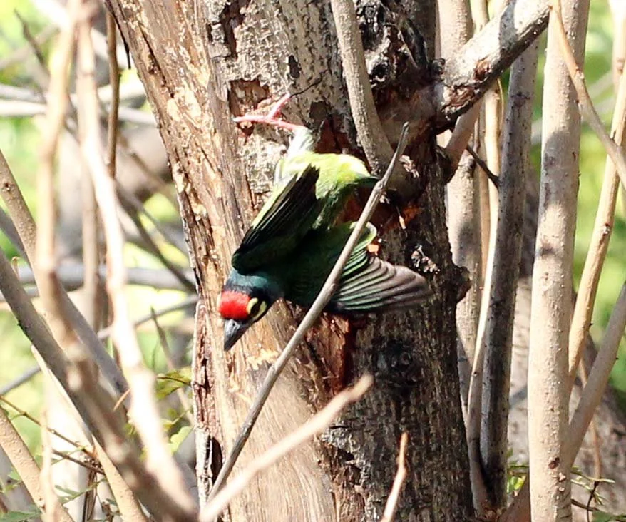 BARBET - COPPERSMITH BARBET - Megalaima haemacephala - ISB CAMPUS NONTHABURI (11).JPG