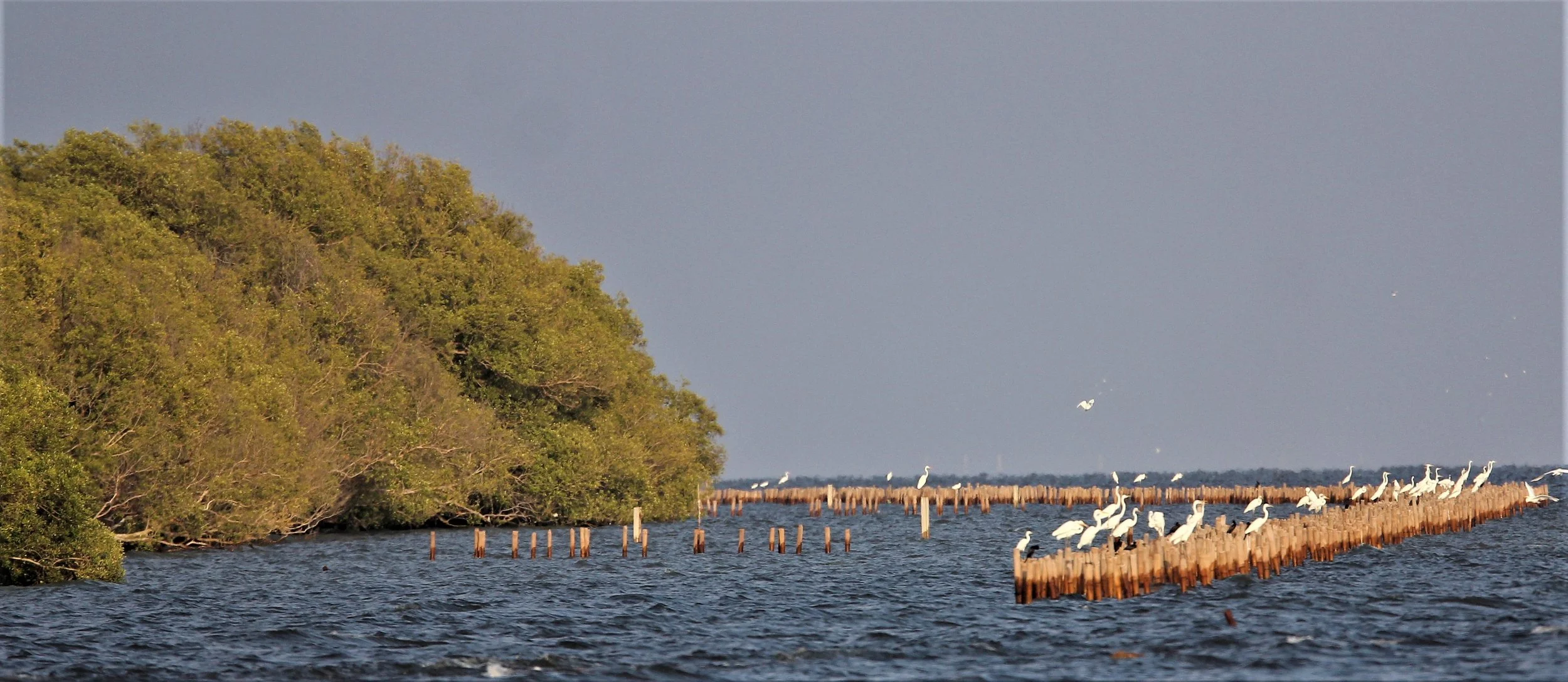2019 Ban Pak Khlong Pramong in Chachoengsao Whale Trip (4).JPG