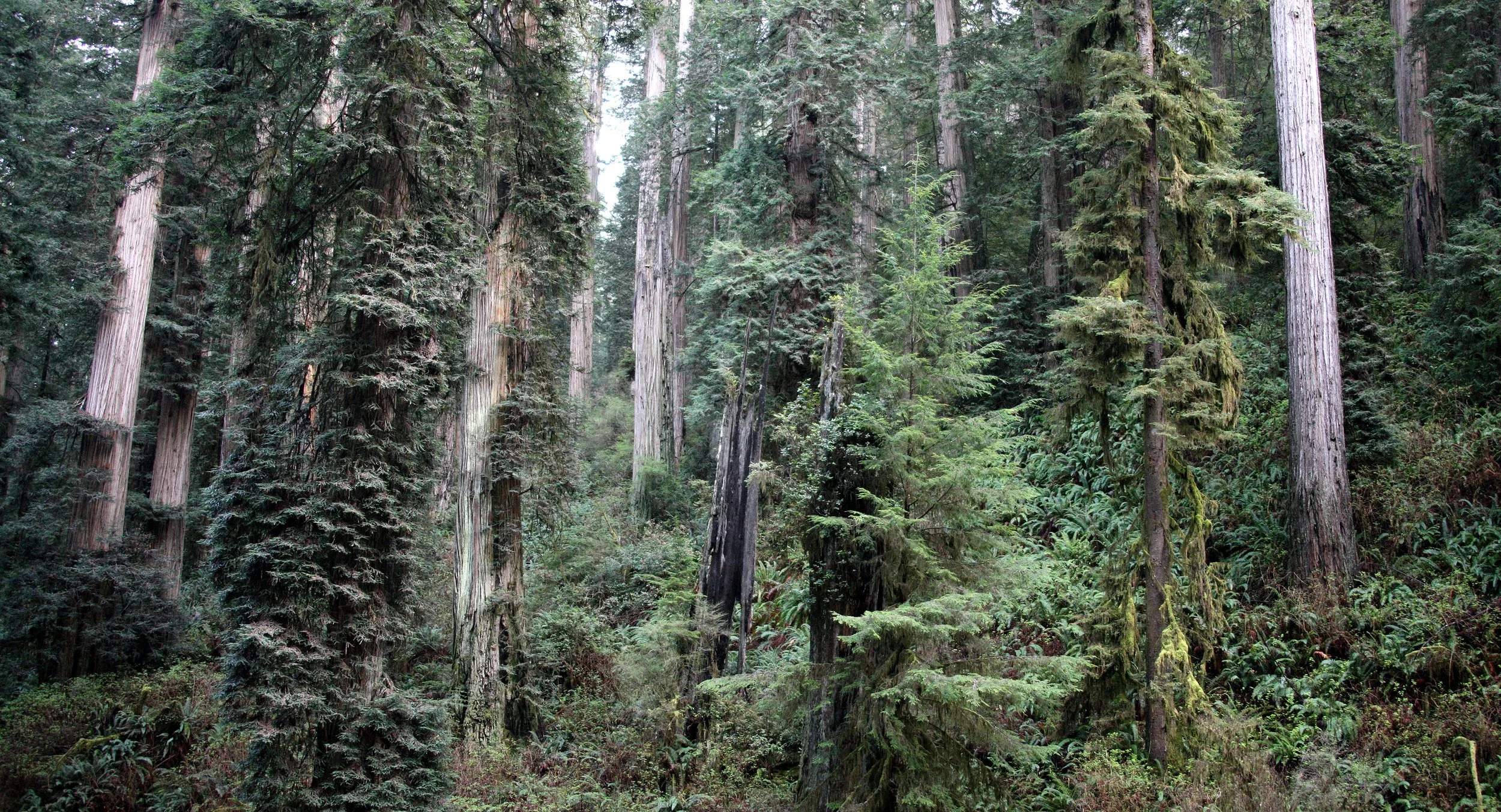 JEDIDIAH SMITH REDWOODS STATE PARK CALIFORNIA (28).JPG