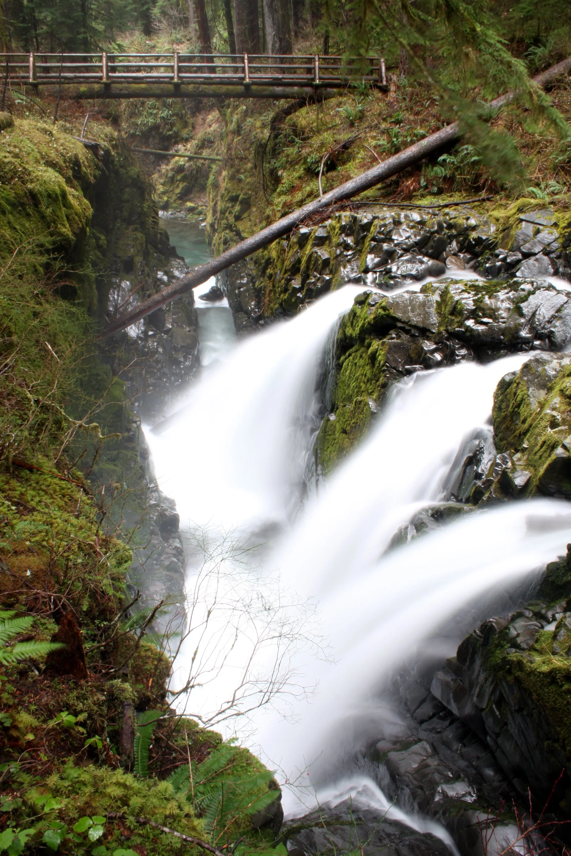 SOL DUC FALLS AND FOREST - ONP WA (54).JPG
