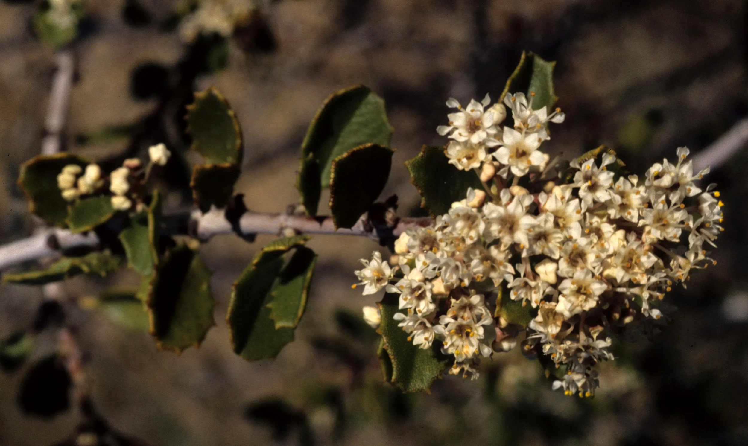 ANZA BORREGO - RHAMNACEAE - CEANOTHUS VESTITUS - MOJAVE BUCKBRUSH.jpg