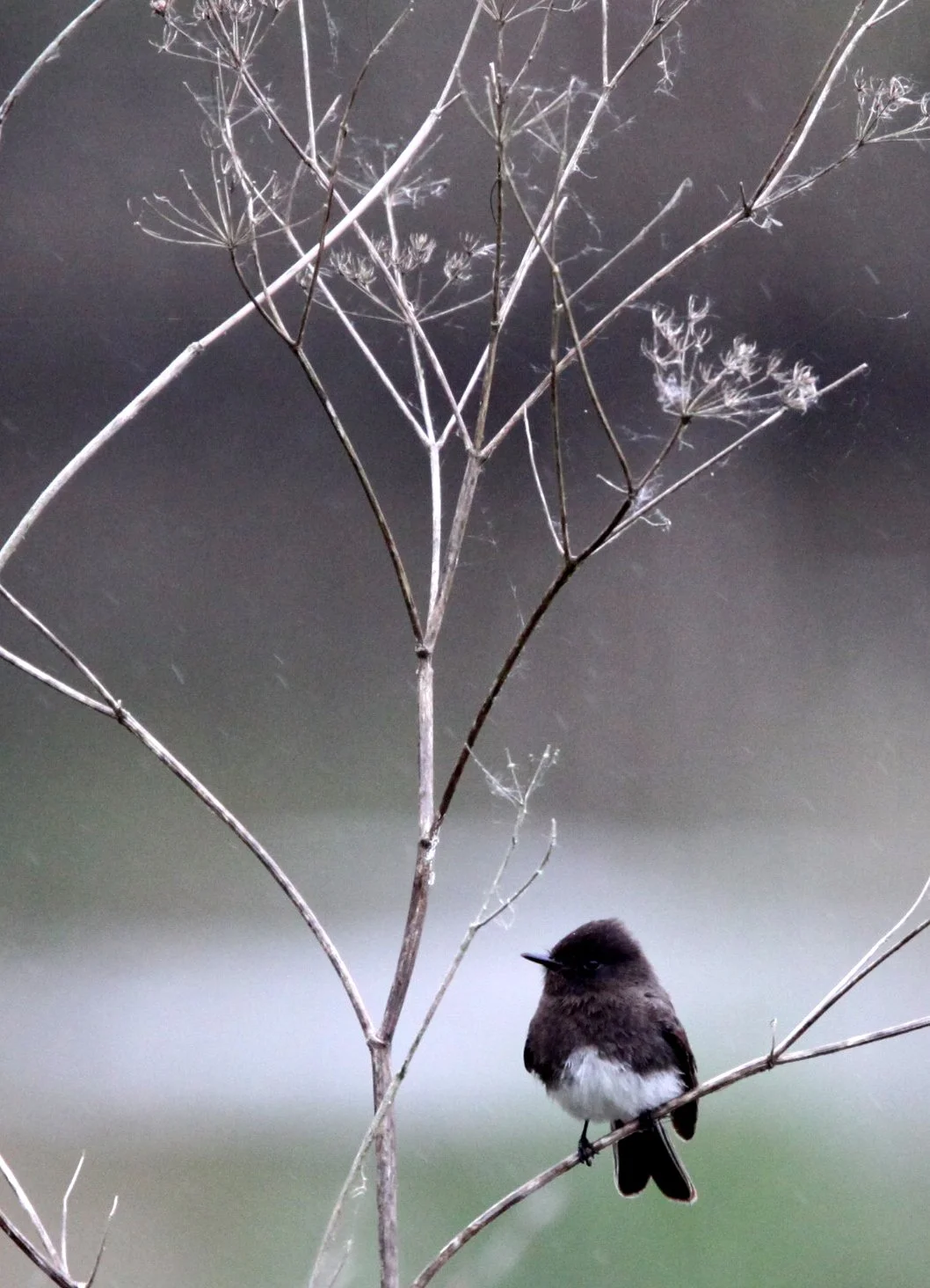 BIRD - PHOEBE - BLACK PHOEBE - HUMBOLDT WETLANDS RESERVE CALIFORNIA (3).JPG