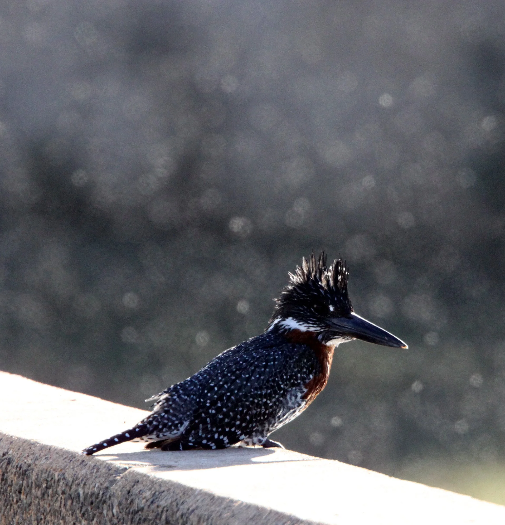 Megaceryle maxima - GIANT KINGFISHER - KRUGER NATIONAL PARK SOUTH AFRICA (11).JPG