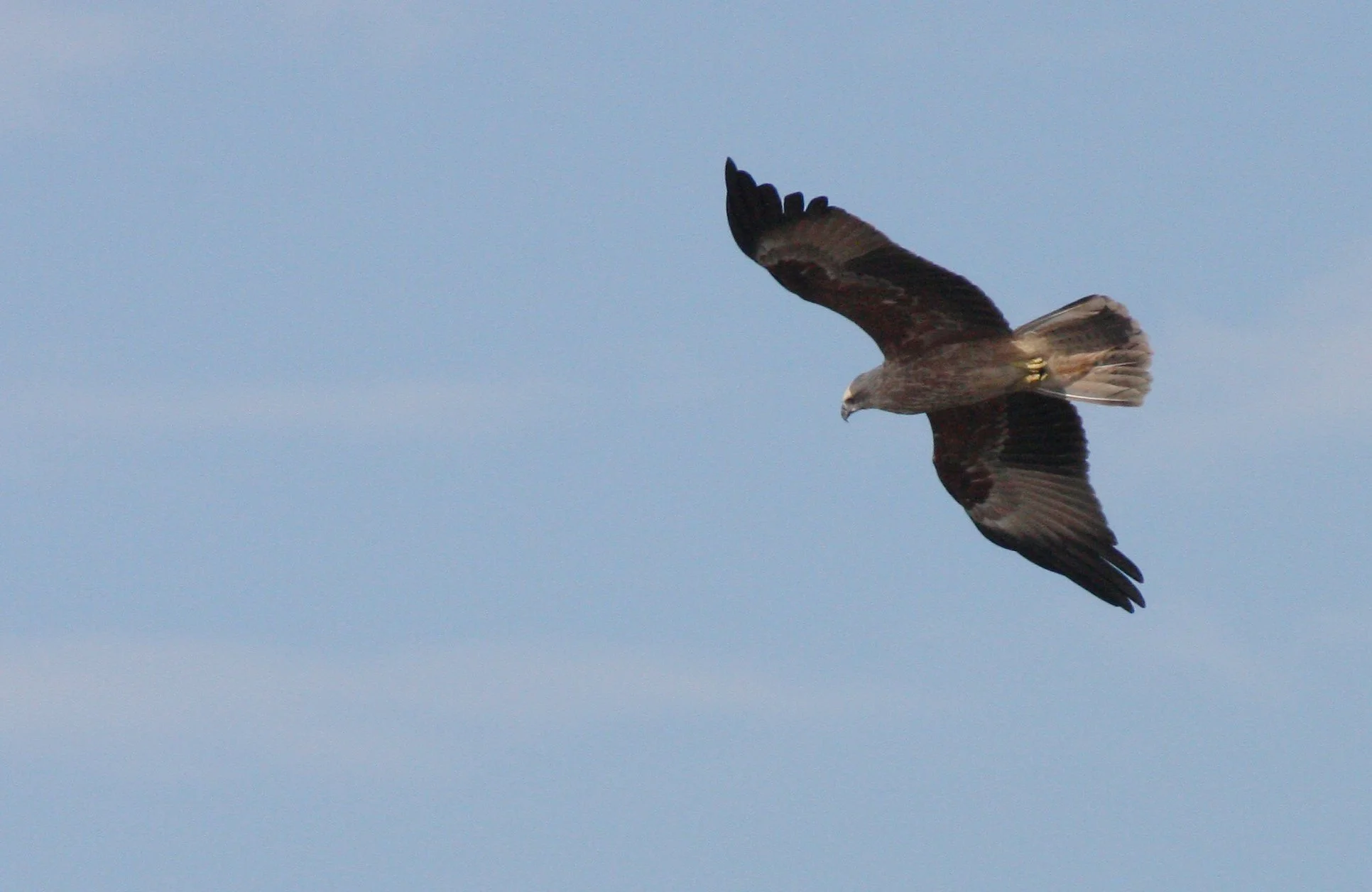 KITE - BRAHMINY KIT - Haliastur indus - KOH LANTA THAILAND (39).JPG