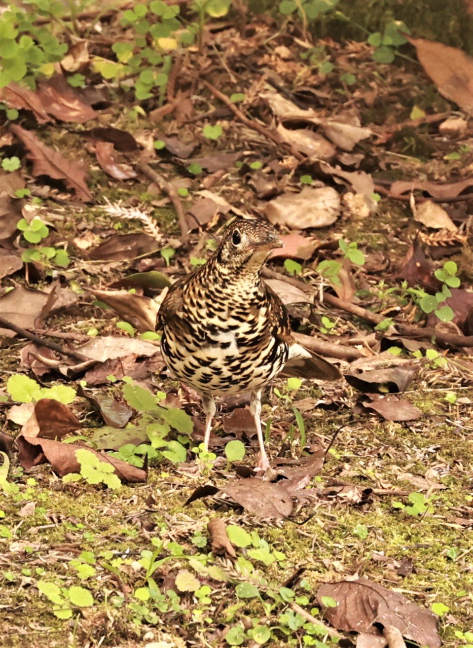 Scaly Thrush (Zoothera dauma) Doi Ang Kang Chiang Mai (11).jpg