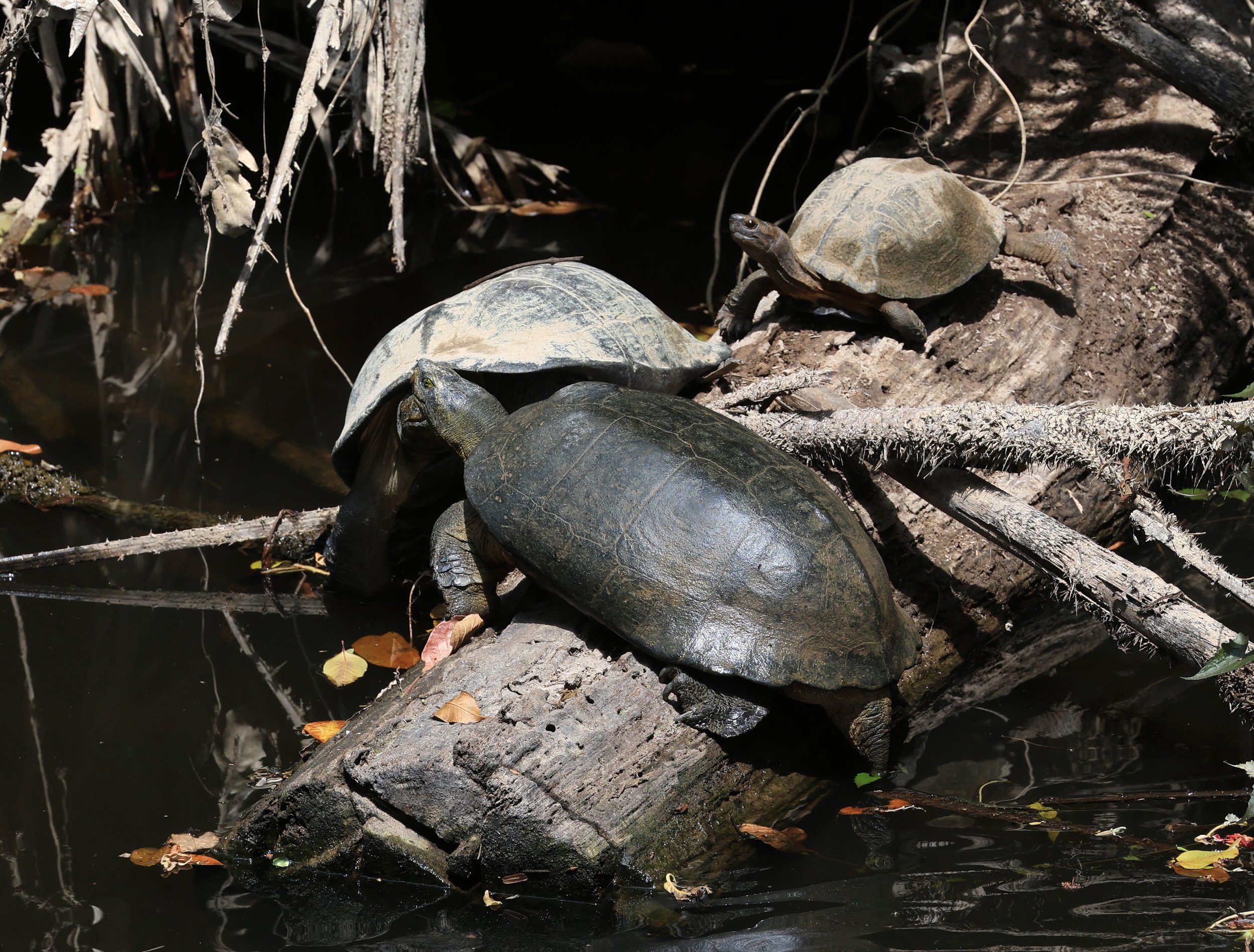 Giant Asian Pond Turtle (Heosemys grandis) Khao Yai National Park Feb 2026 Day 4 (10).jpg