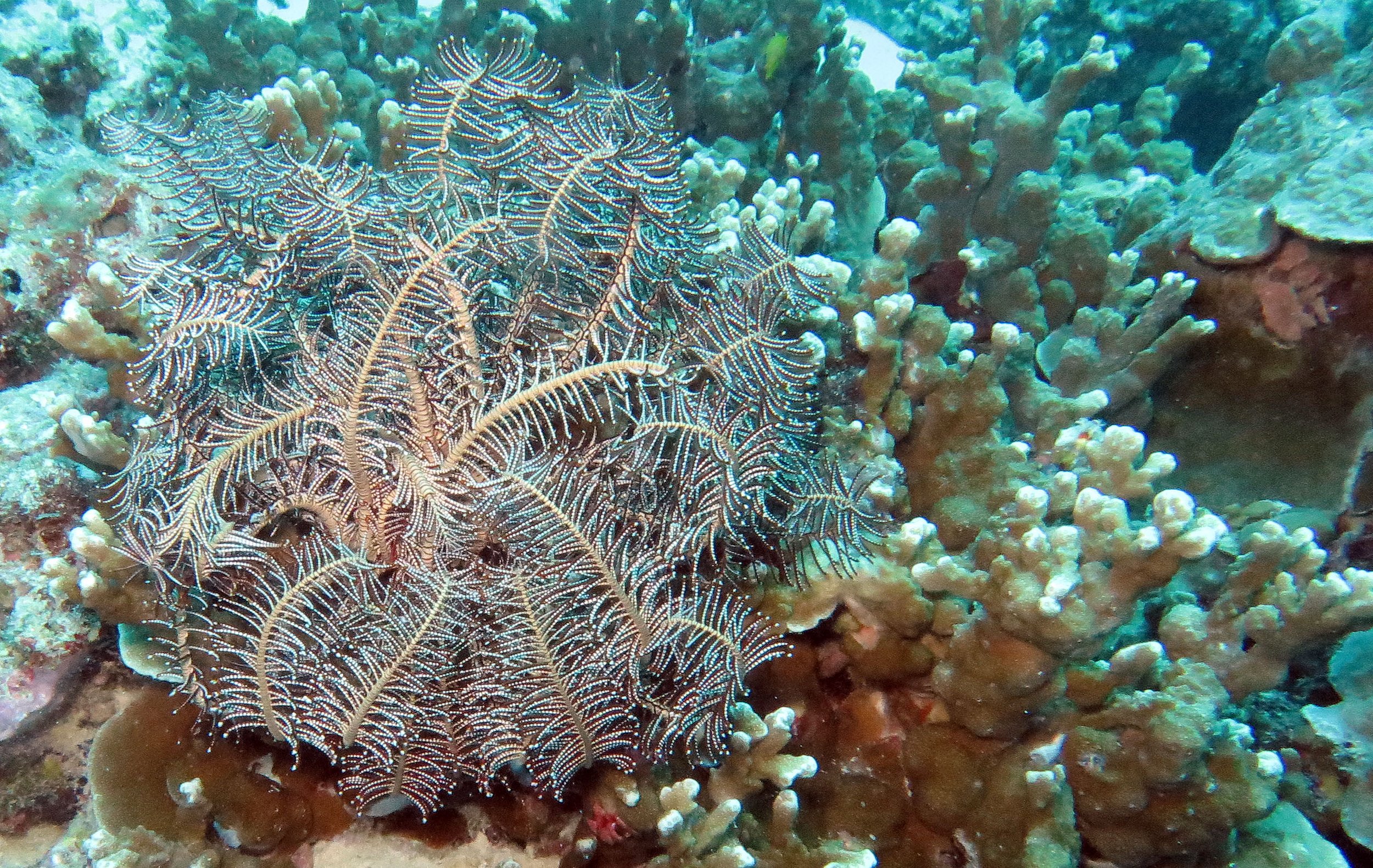 Crinoidea - Clarkcomanthus mirabilis - Feather Star - with unidentified Crinoid - Similans, Thailand
